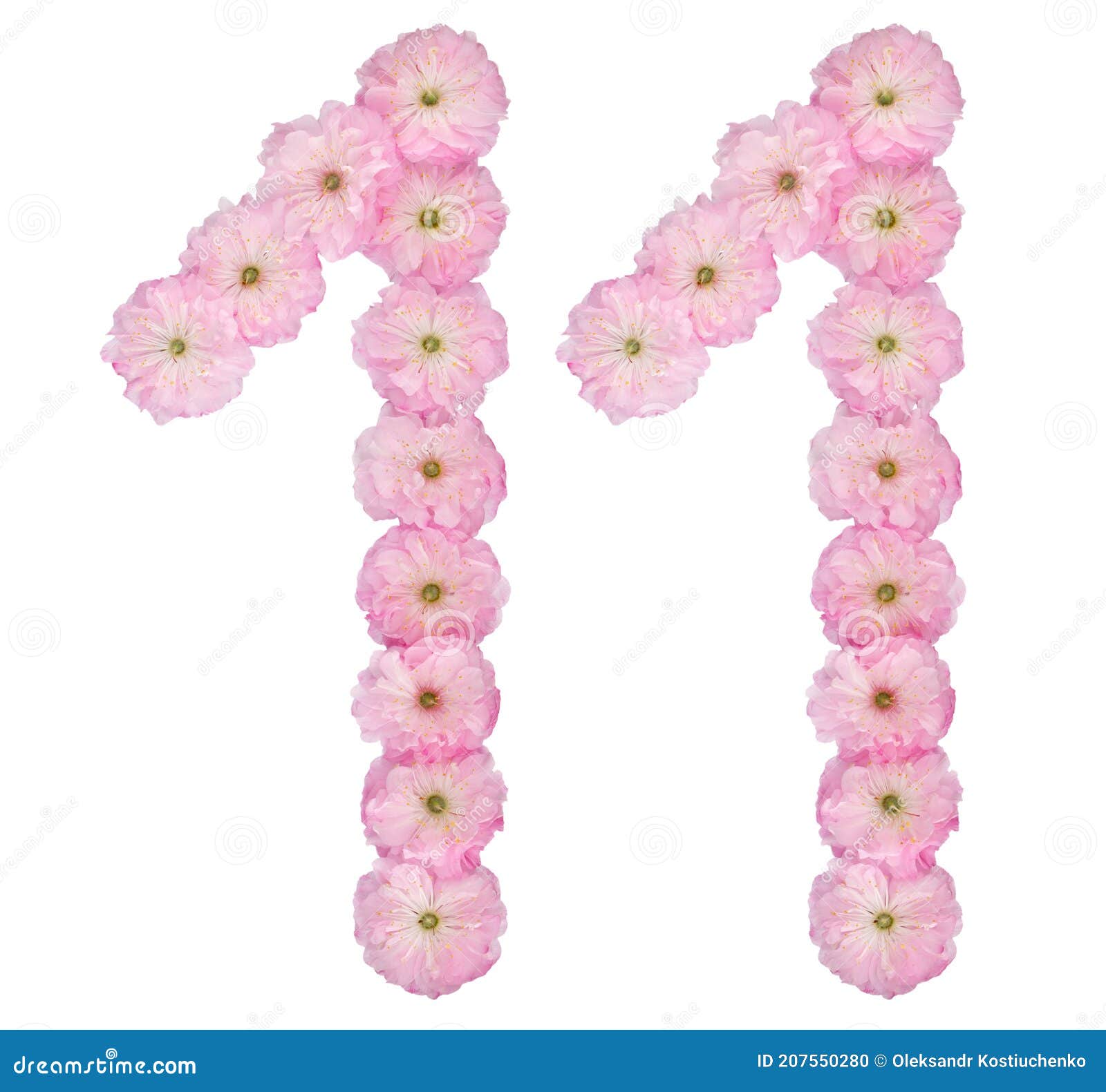 11 Из 11 цифр естественных розовых цветов миндального дерева изолированныхна белом фоне Стоковое Фото - изображение насчитывающей бобра, изолят:207550280