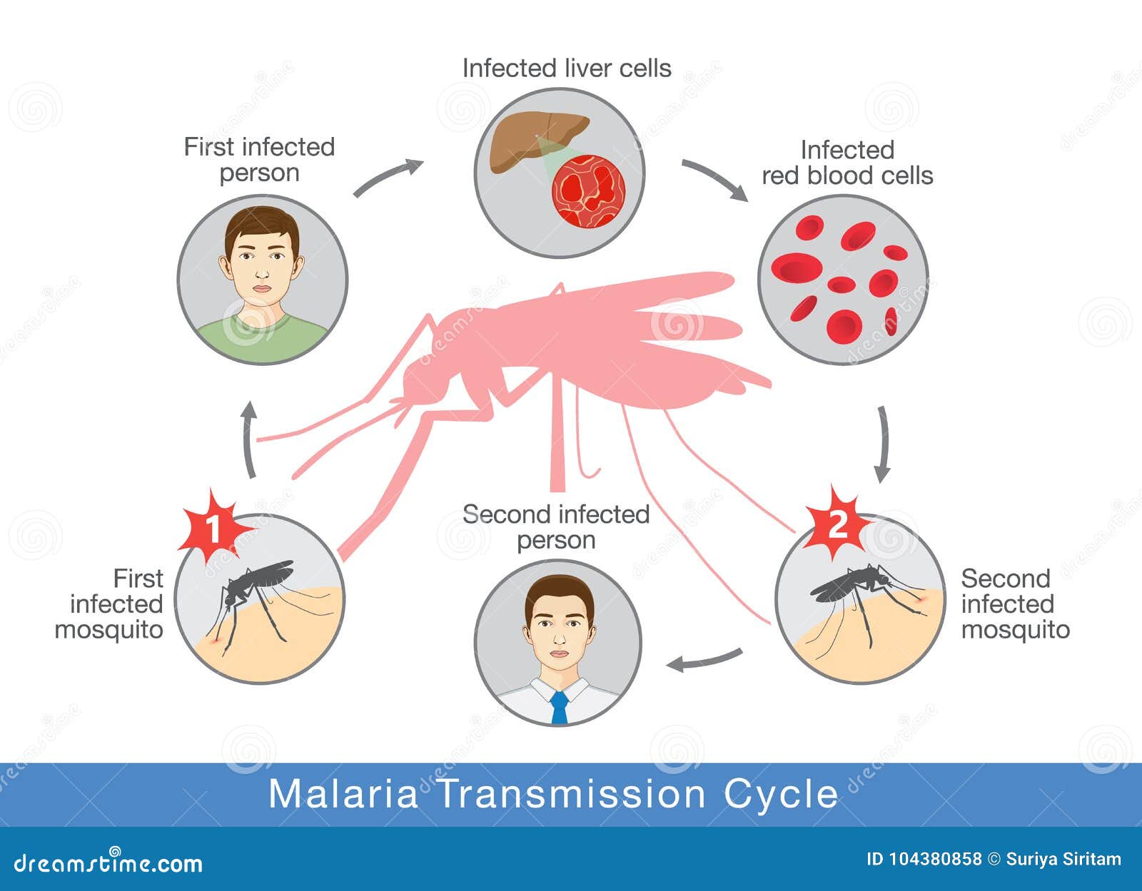 Возбудителем зоонозной малярии является. Механизм заражения малярией. Малярия механизм передачи инфекции. Механизм передачи малярийного плазмодия. Пути передачи при малярии.
