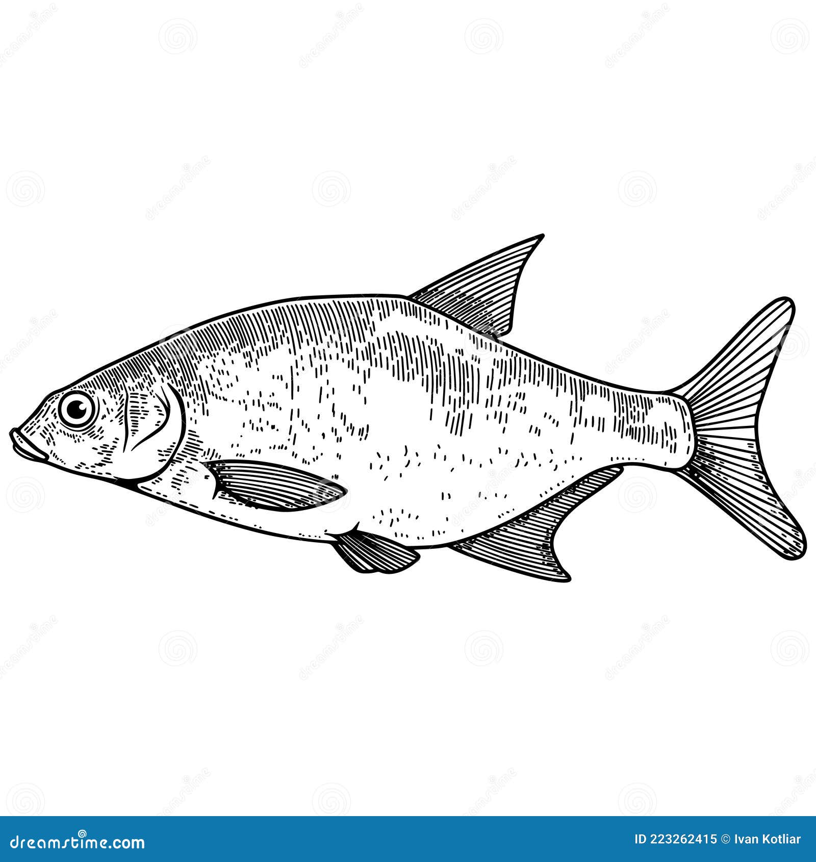 Рисунок лещ