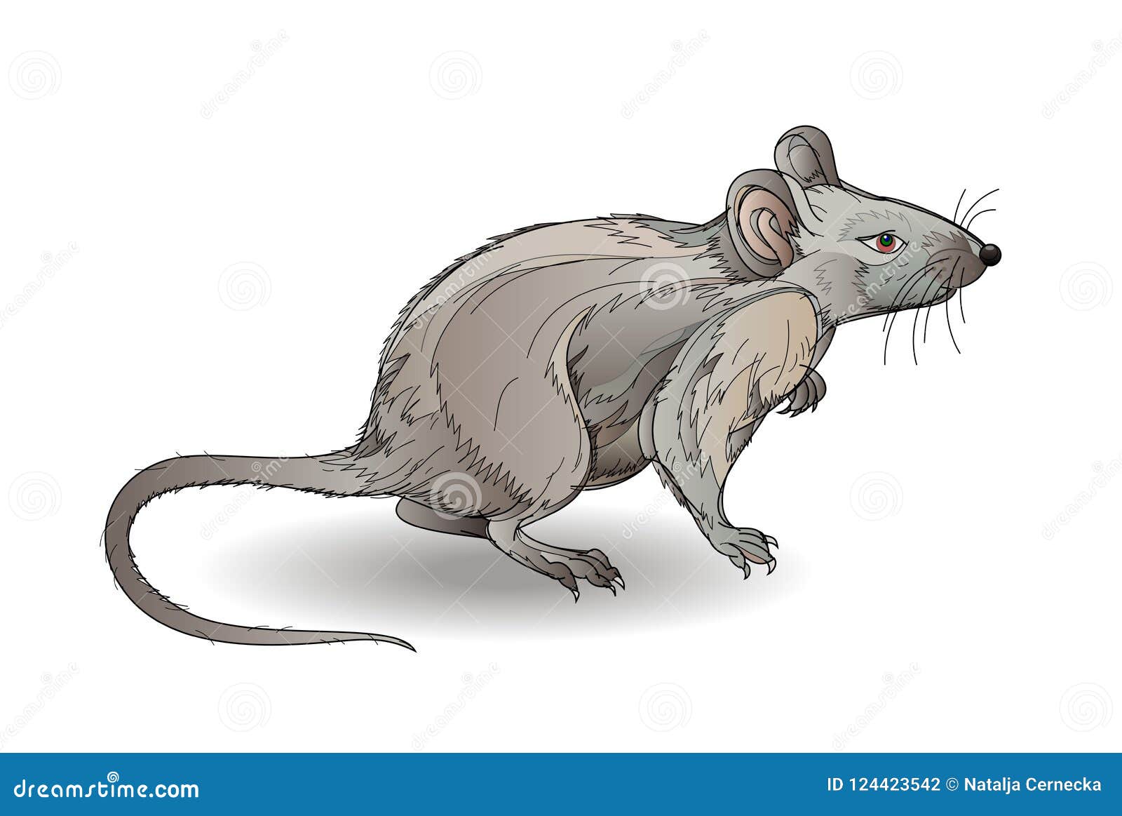 Серая крыса направление эволюции