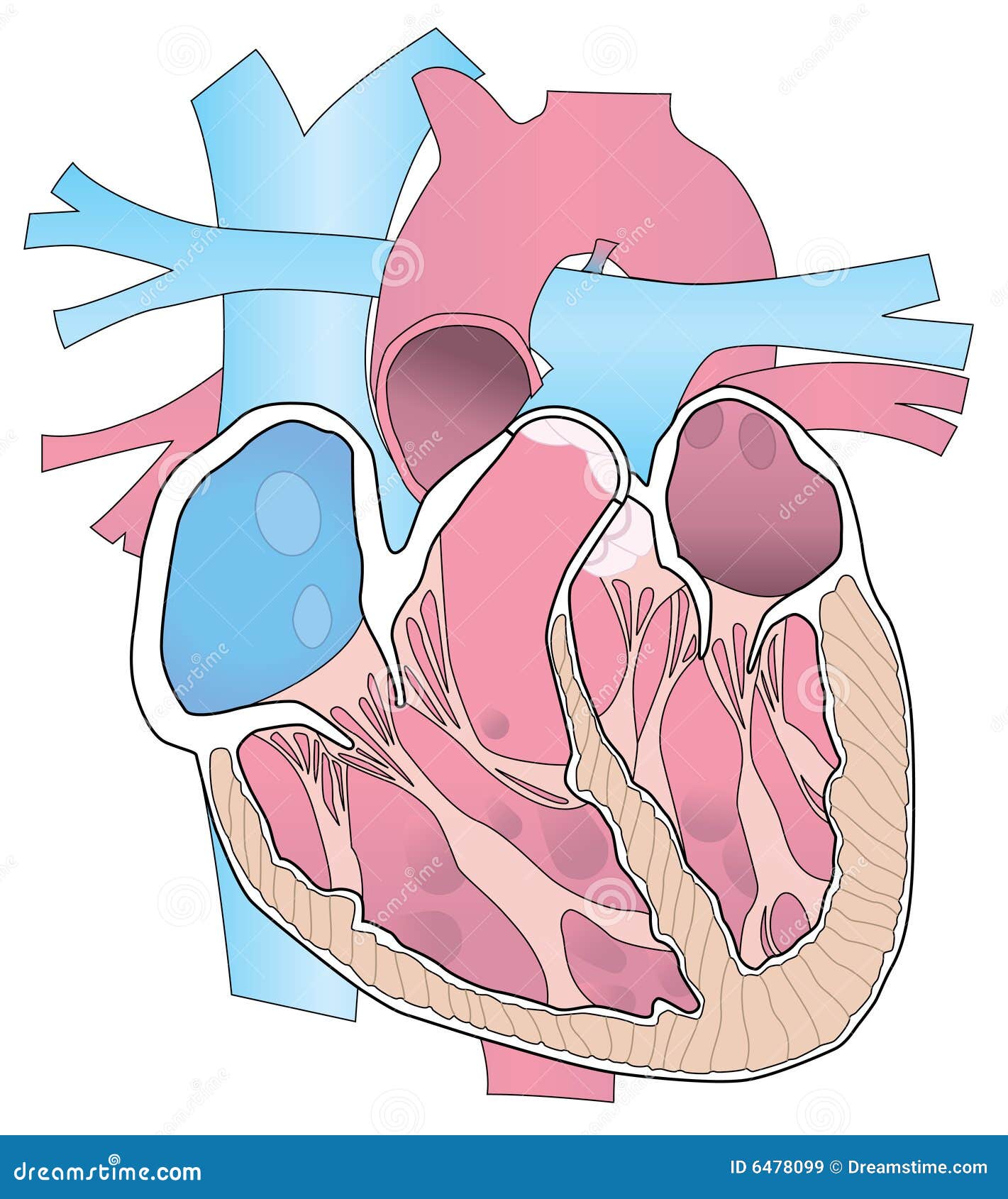 иллюстрация человека сердца Cutaway Иллюстрация вектора - иллюстрации насчи...