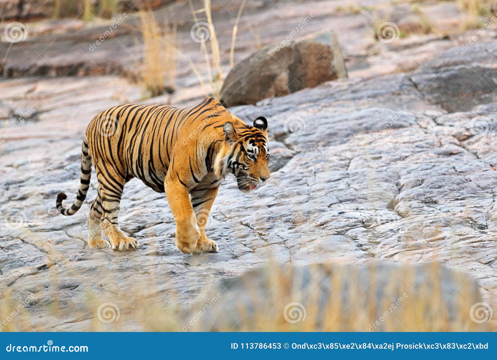 Wildlife in danger. Тигр шагает. Бенгальский тигр Индия. Шагающий тигр образ. Male Tiger walk.