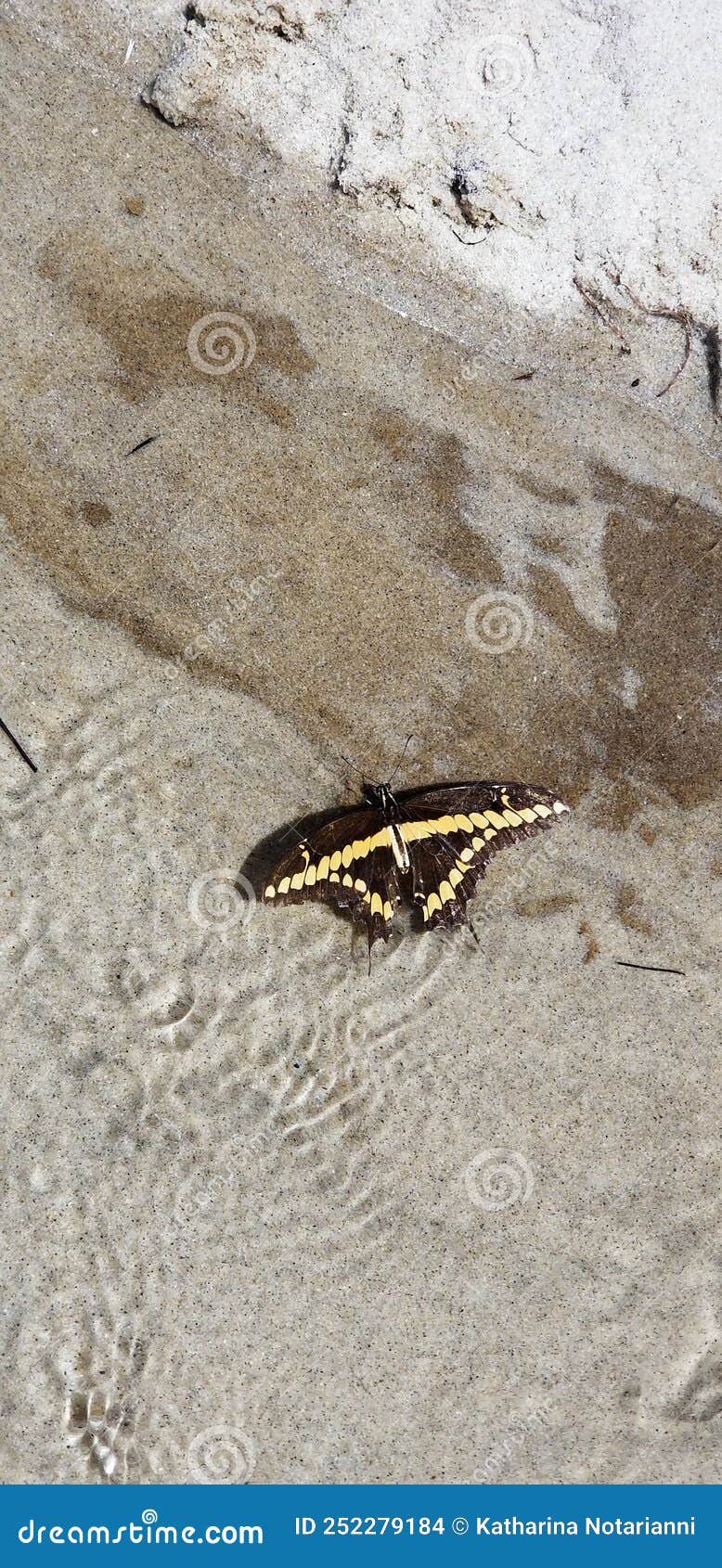 интересные насекомые бабочки пить воду-ля-джолла-тидпулы Стоковое Фото -  изображение насчитывающей шток, принимать: 252279184