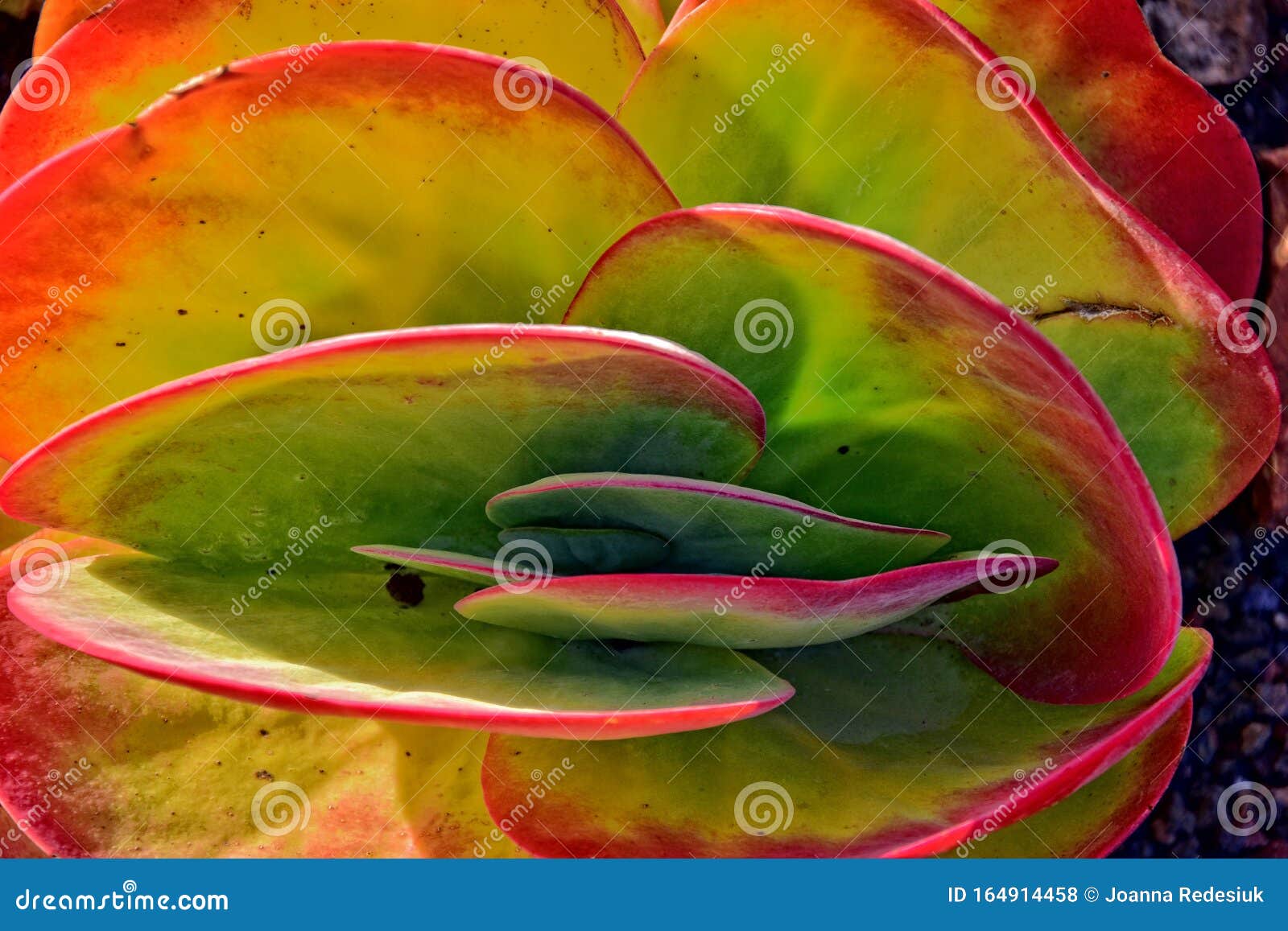 Интересный оригинальный природный фон с зелеными красными листьями в  непосредственной близости Стоковое Фото - изображение насчитывающей  первоначально, цвет: 164914458