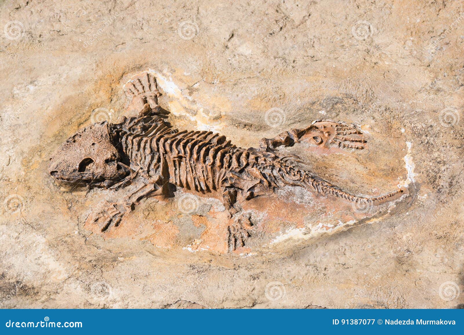 Ископаемый ящер. Скелеты древних животных. Скелет варана. Ископаемые ящерицы. Скелет доисторического животного.
