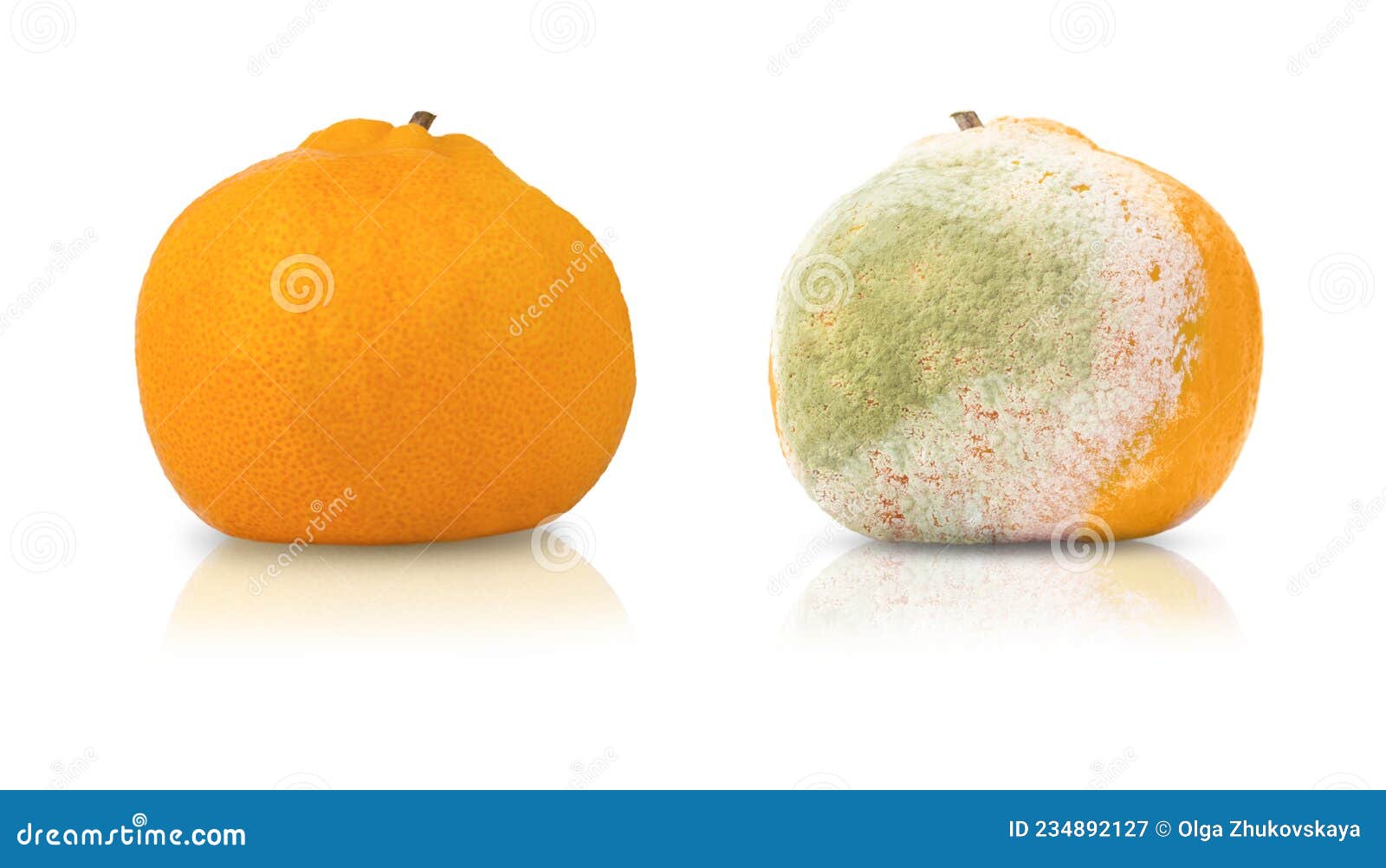 испорченный мандарин на белом фоне. гнилые люди Стоковое Изображение -  изображение насчитывающей грибок, повреждено: 234892127