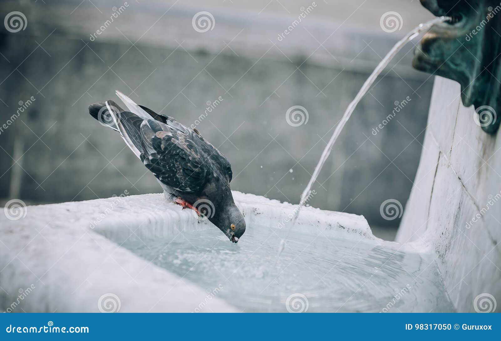 Голубь пьет воду