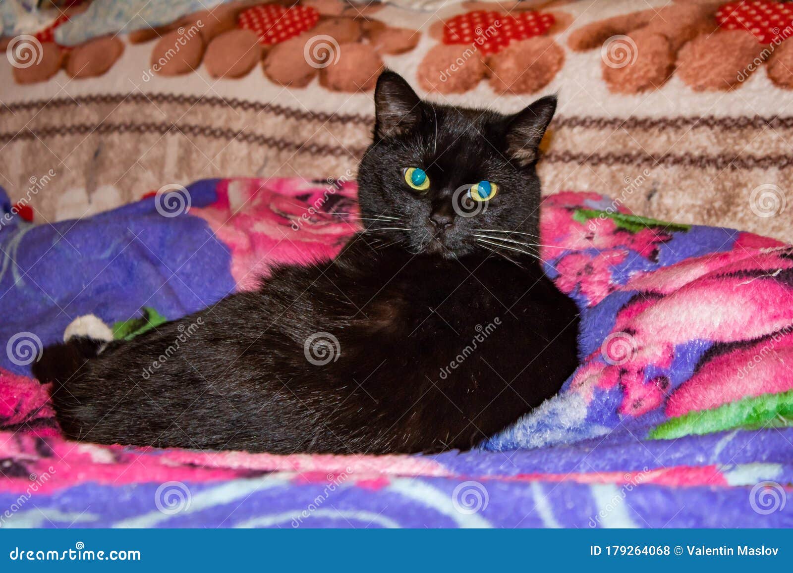 Черный котенок с голубыми глазами купить