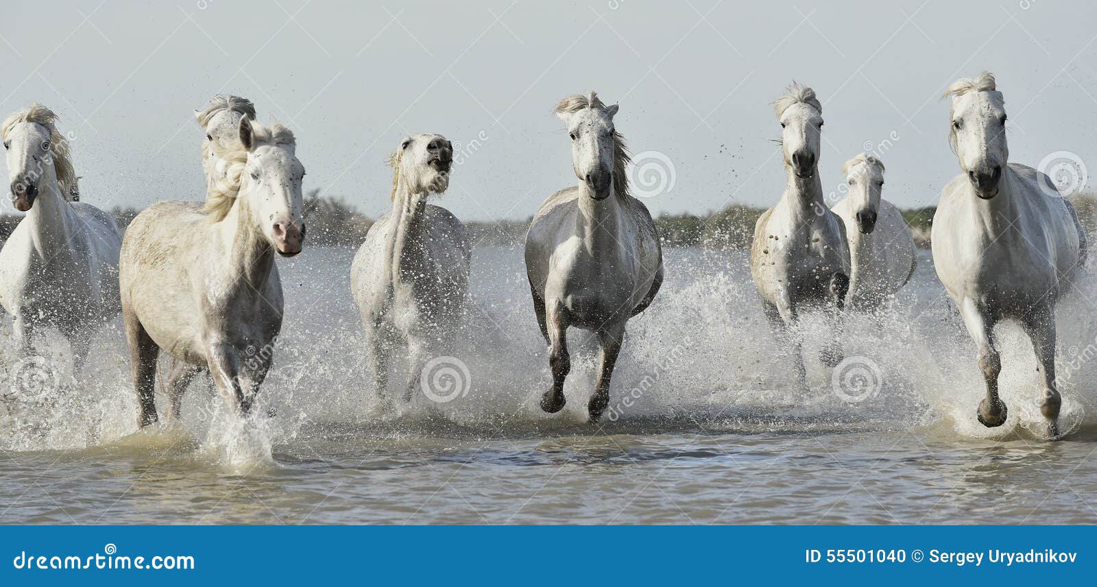 Лошадь бегущая из воды белая