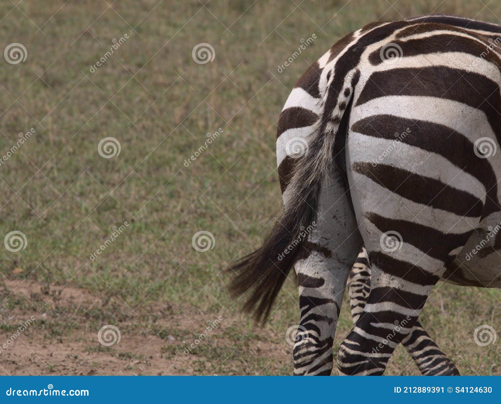 Кабель Zebras размахивая Кения Стоковое Изображение - изображение  насчитывающей мухы, за: 212889391