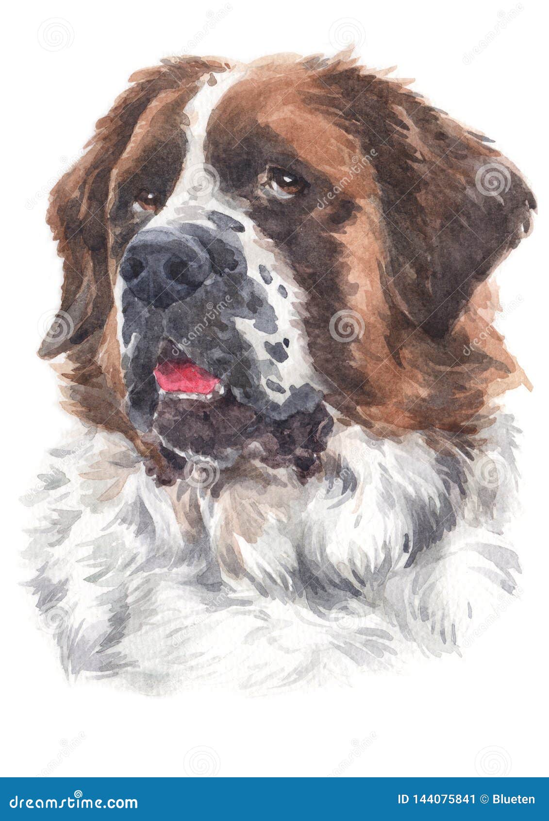 Картина цвета воды большой породы St Bernard 044 собаки Иллюстрация штока -  иллюстрации насчитывающей разведенными, красивейшее: 144075841