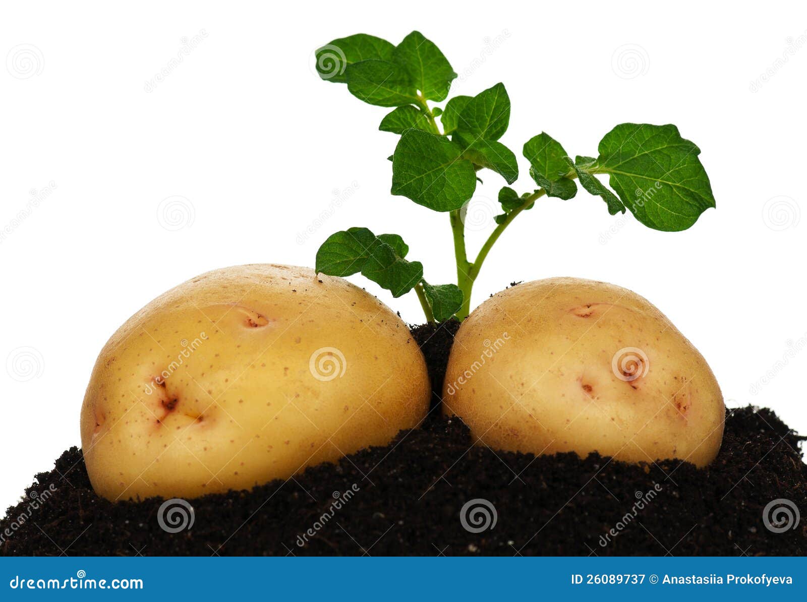Можно ли есть картошку с ростками проросшую