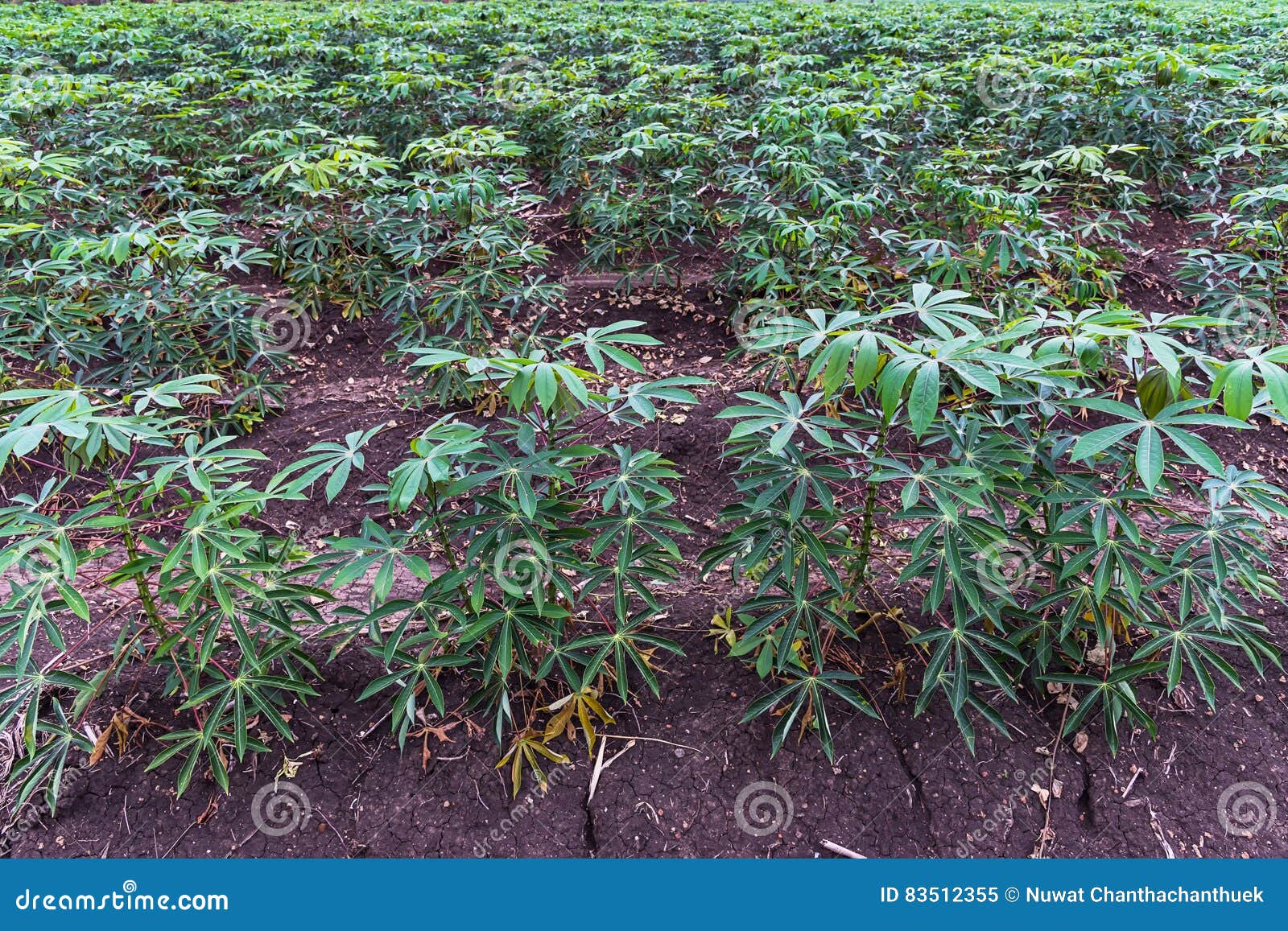 Кассава или тапиока растут вверх Стоковое Изображение - изображение  насчитывающей популярно, урожай: 83512355