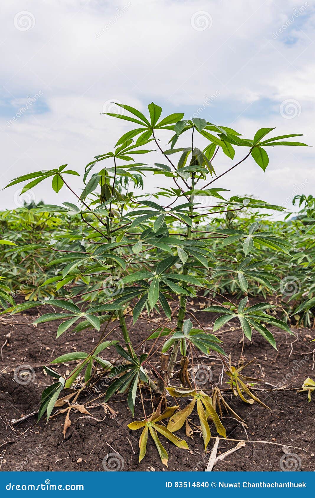 Кассава или тапиока растут вверх Стоковое Фото - изображение насчитывающей  плантация, дело: 83514840