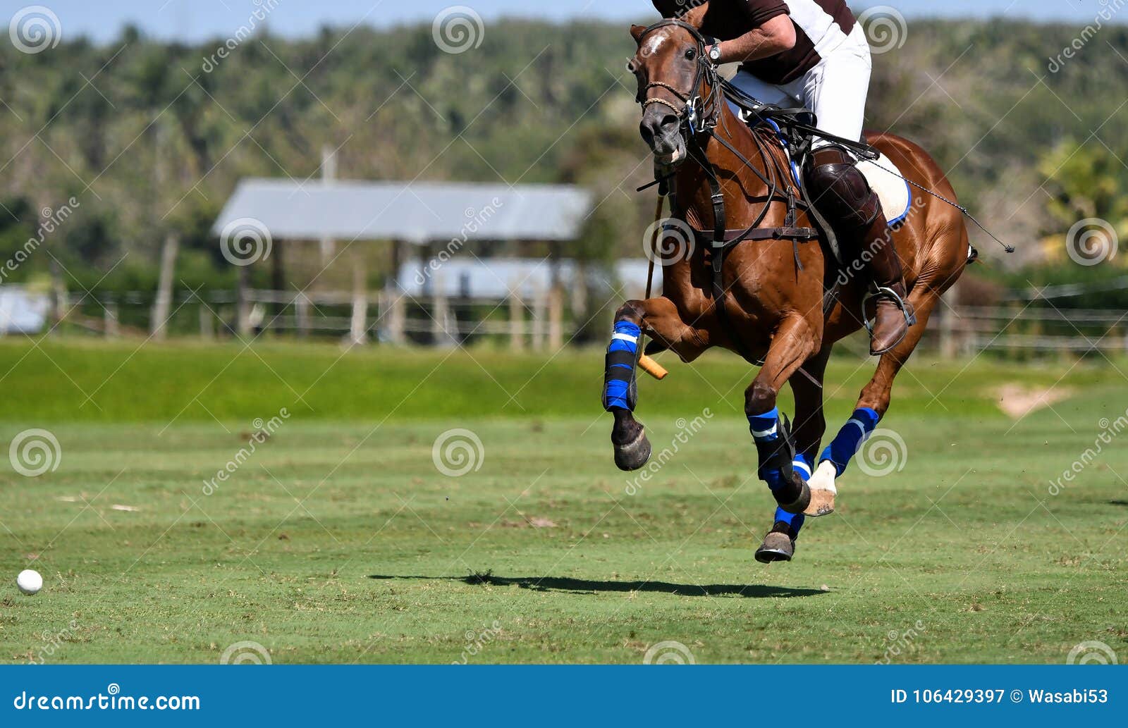 Ride players. Girl riding on a Horse, playing Polo preparing to Hit a Ball.