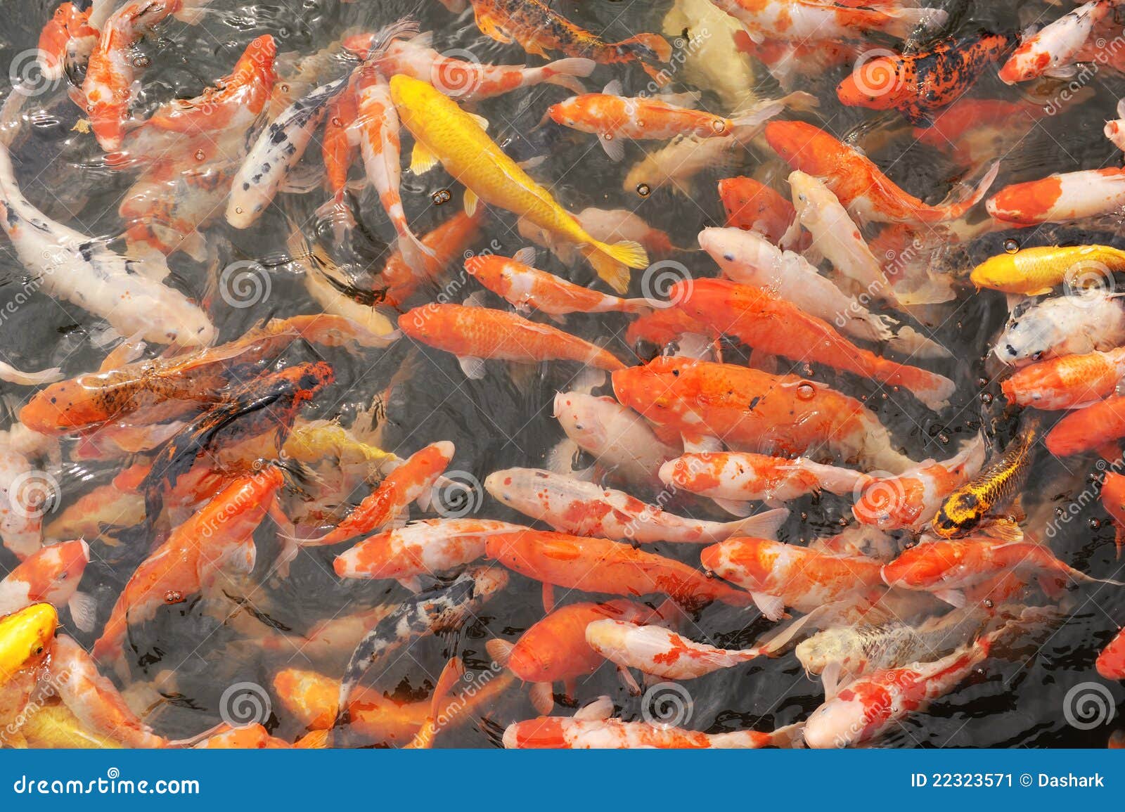 Китайская Рыба Фото