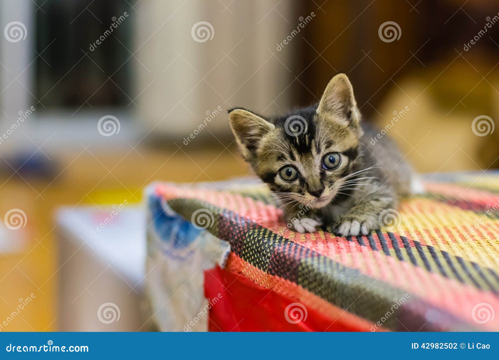 Дракон ли кот