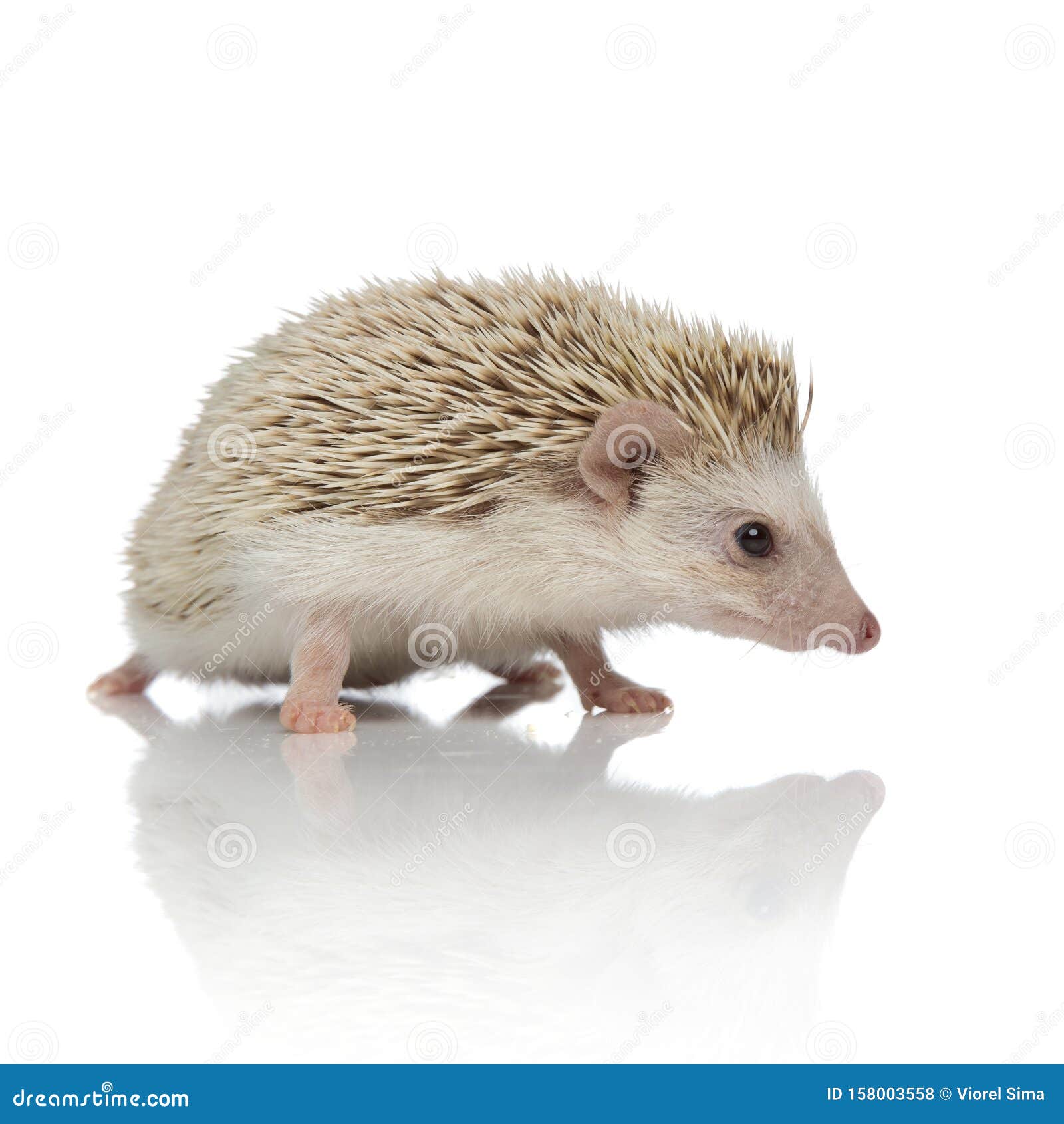 Ежик на белом фоне