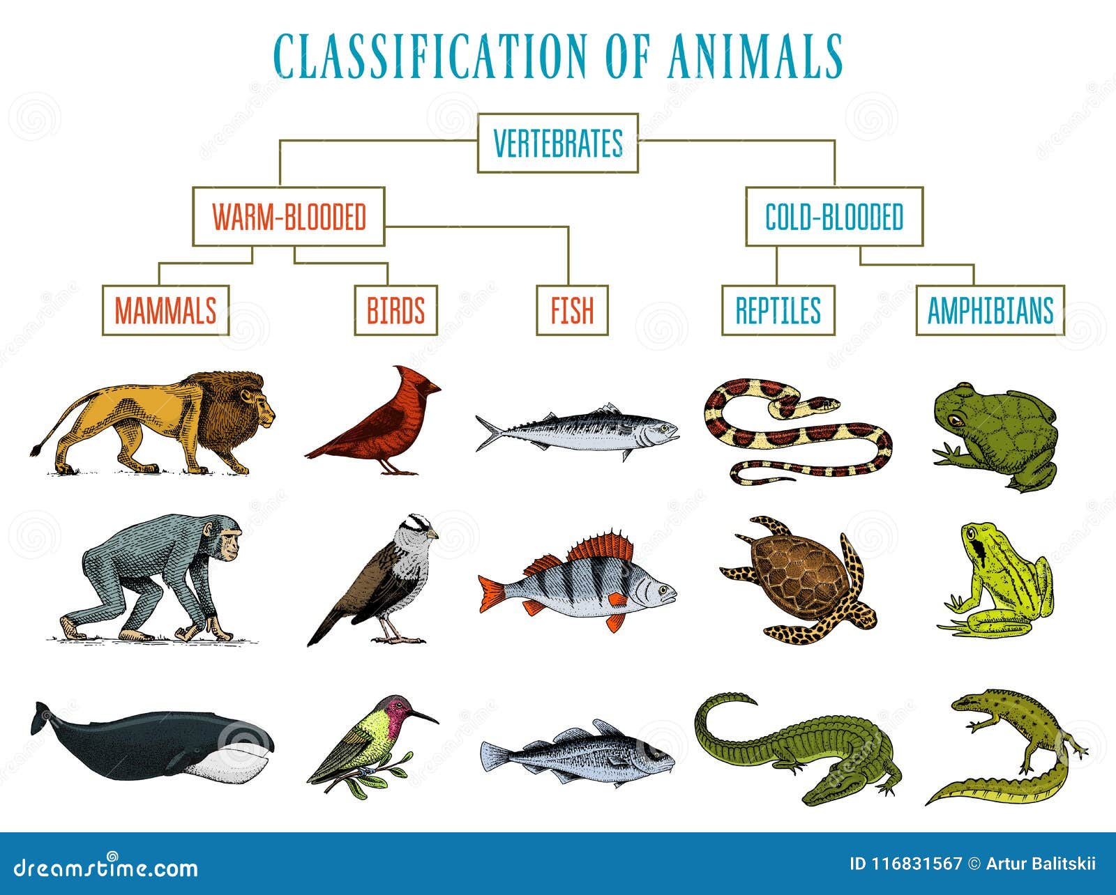 Match the Words to their Definitions Fish Amphibians Reptiles Birds mammals insects.