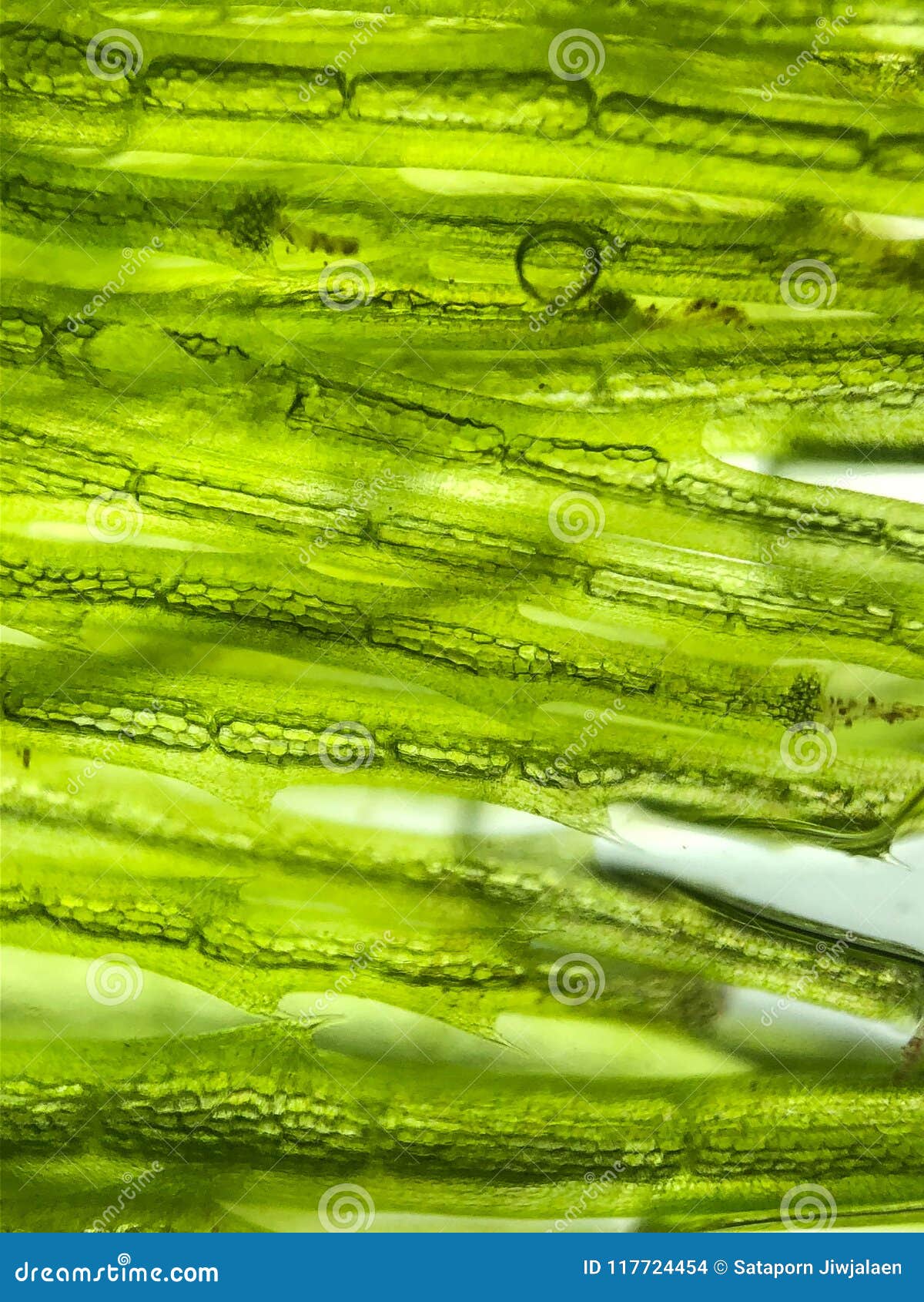 В клетках водорослей содержится. Клетка водоросли ламинарии. Биоткани из водорослей. Клетка водоросли фото. Как выглядит клетка ламинарии.