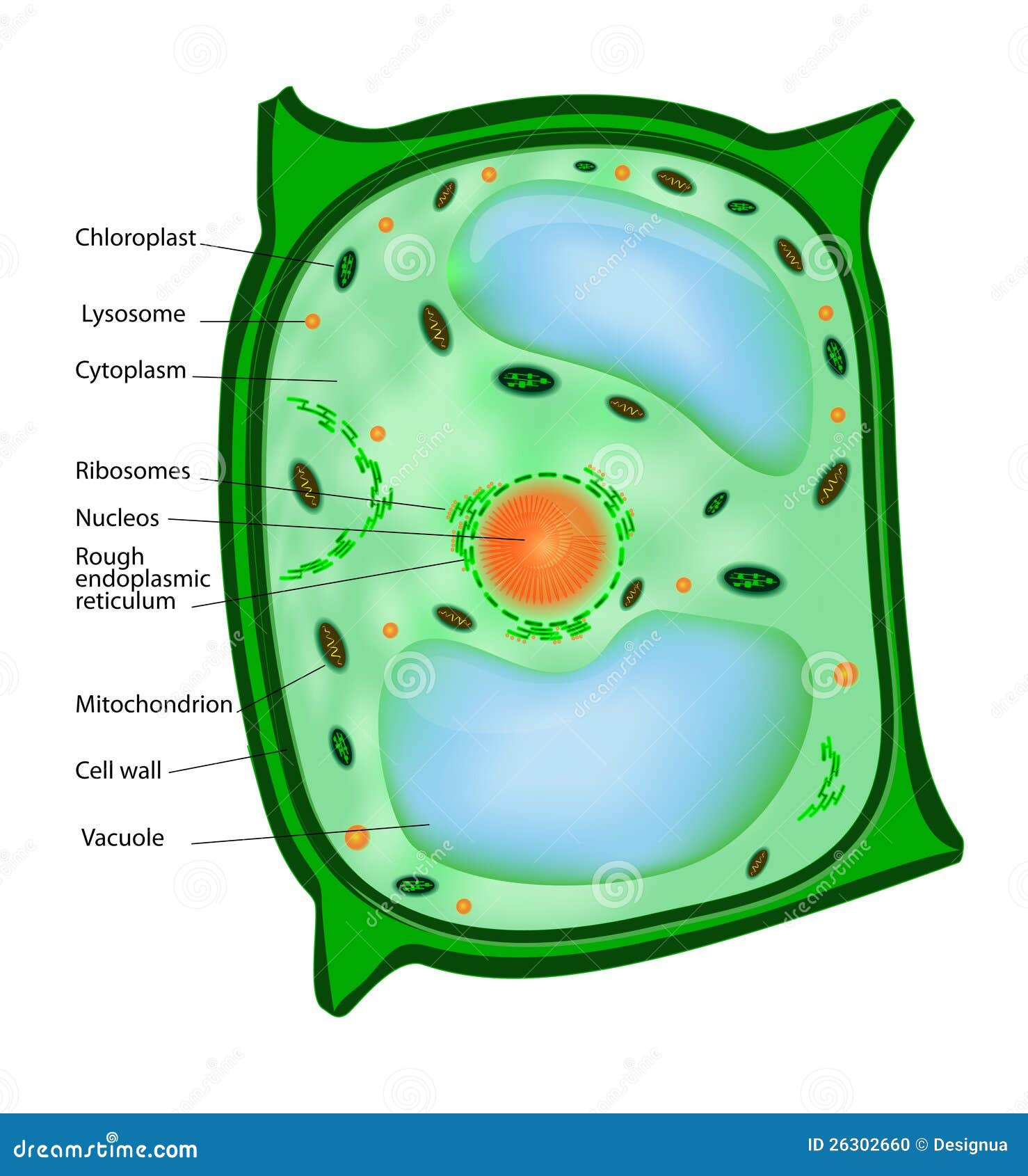 Клетка без цитоплазмы. Строение растительной клетки легкий рисунок. Клетка биология 5 класс растительная клетка легкий. Рисунок растительной клетки 5 класс биология. Строение клетки растения рисунок.