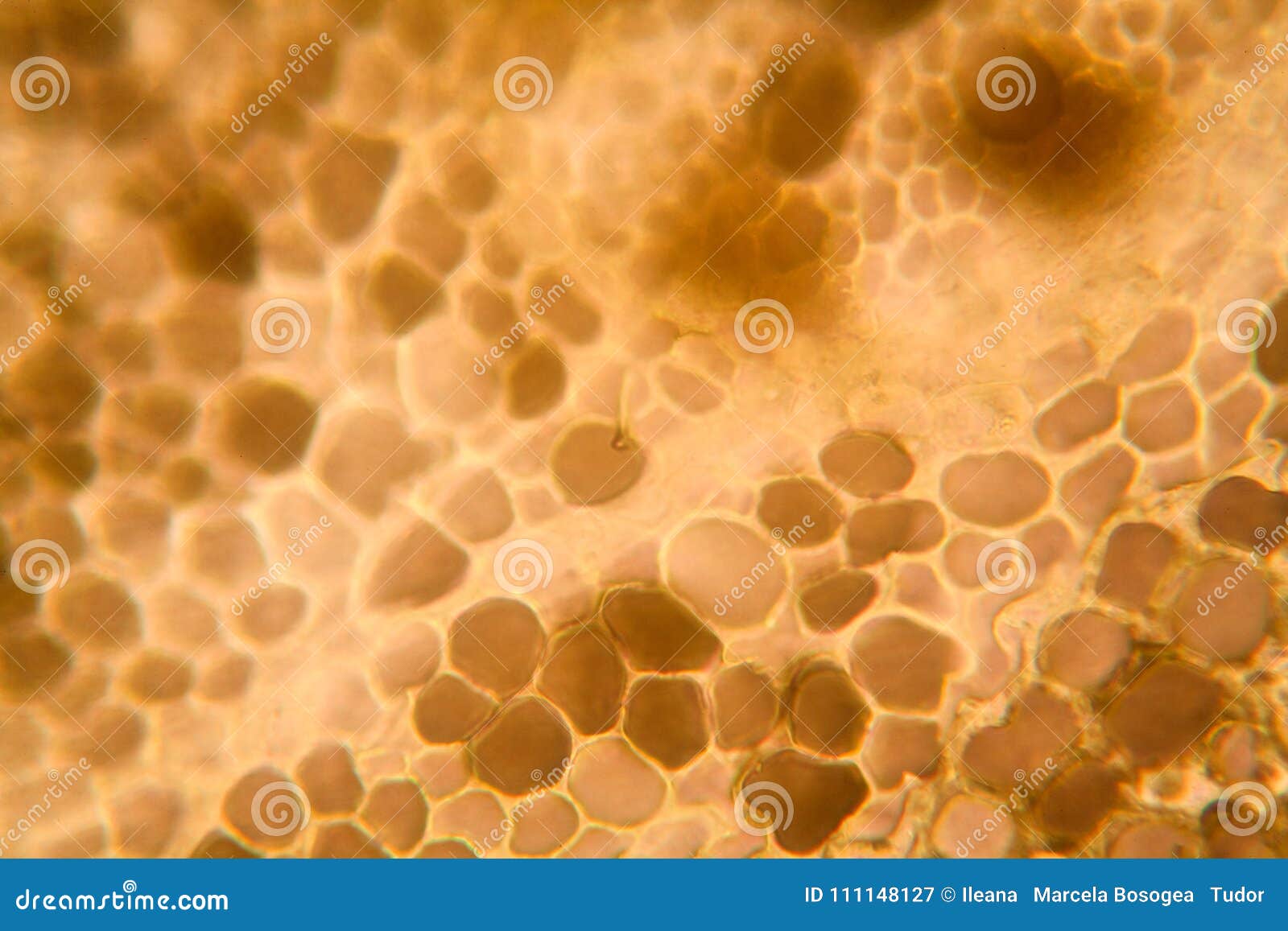 Клетки Яблока Под Микроскопом Фото