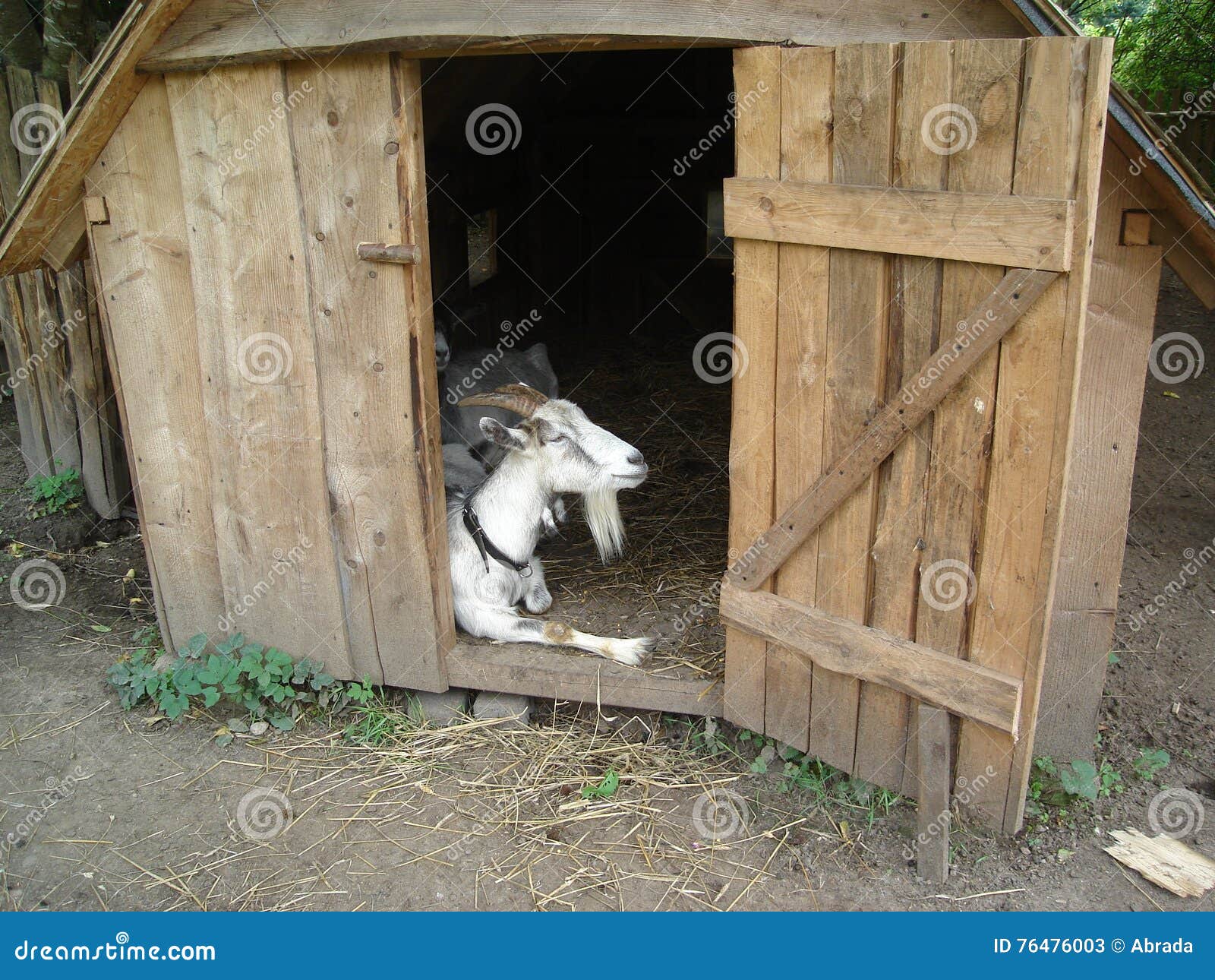 Коза в сарае стоковое изображение. изображение насчитывающей ферма -  76476003