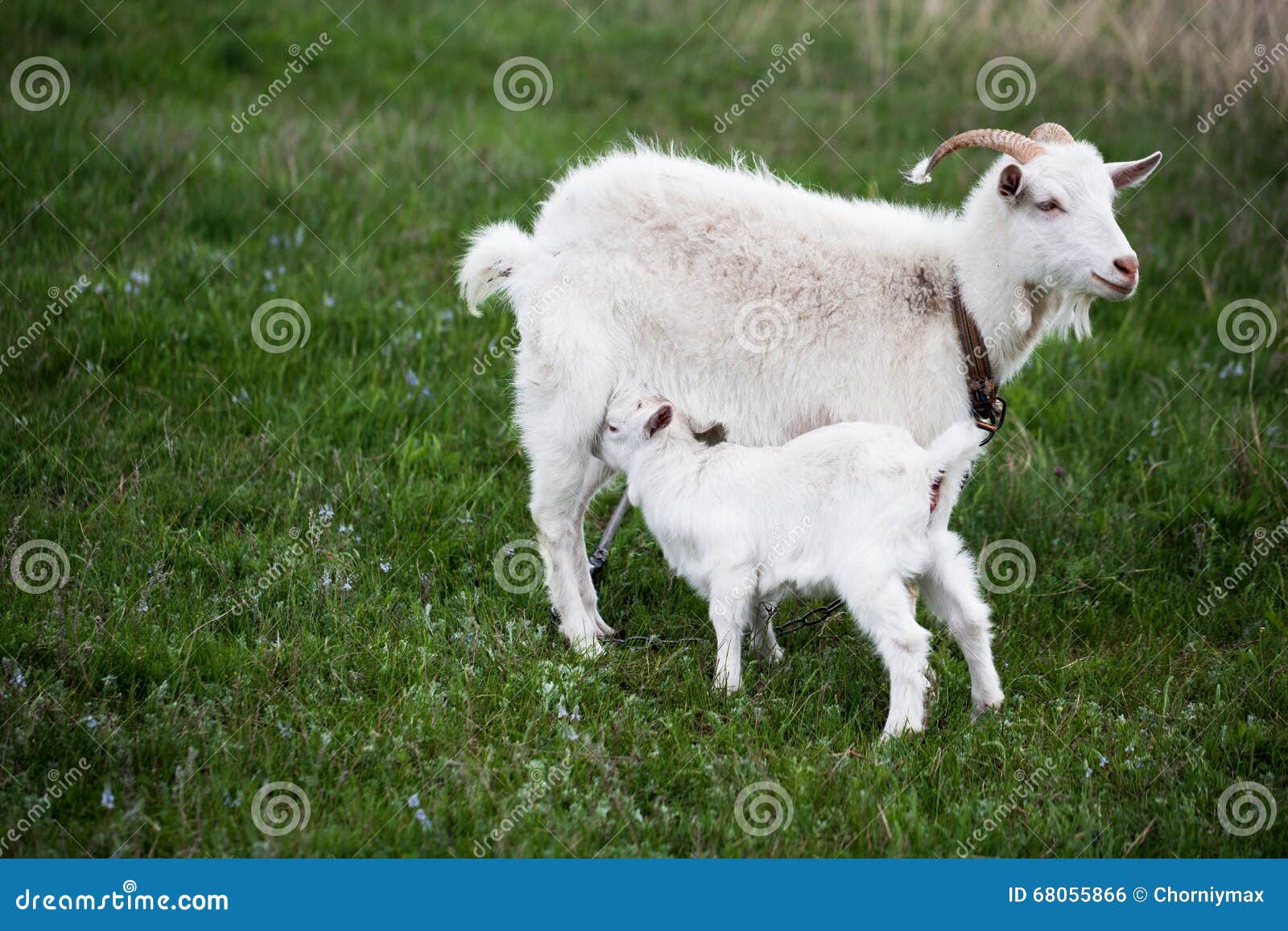 Козленок на английском. Коза с козлятами. Молодая коза. Козленок фото. Картинка коза с козлятами.