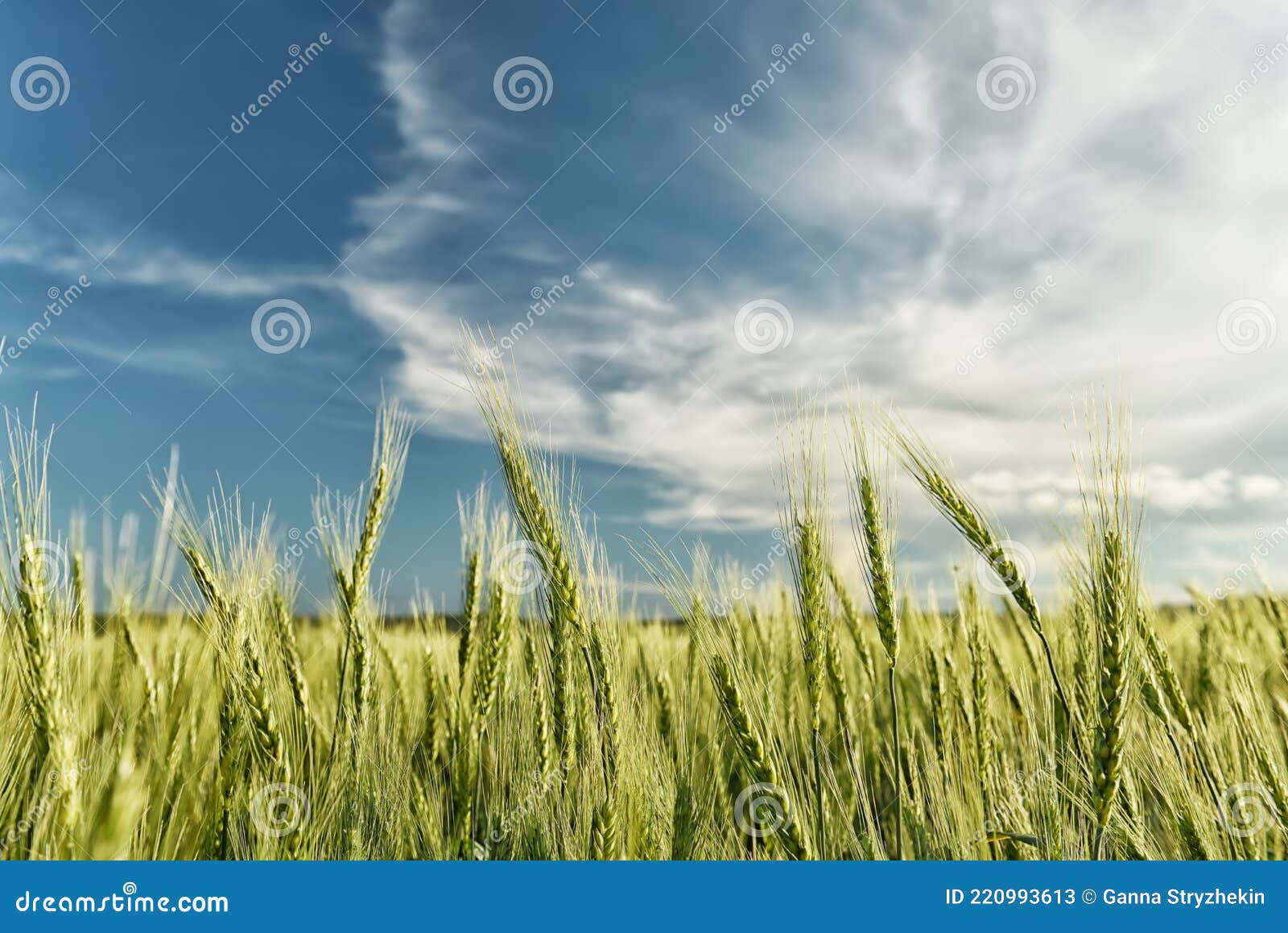 Поле с колосьями
