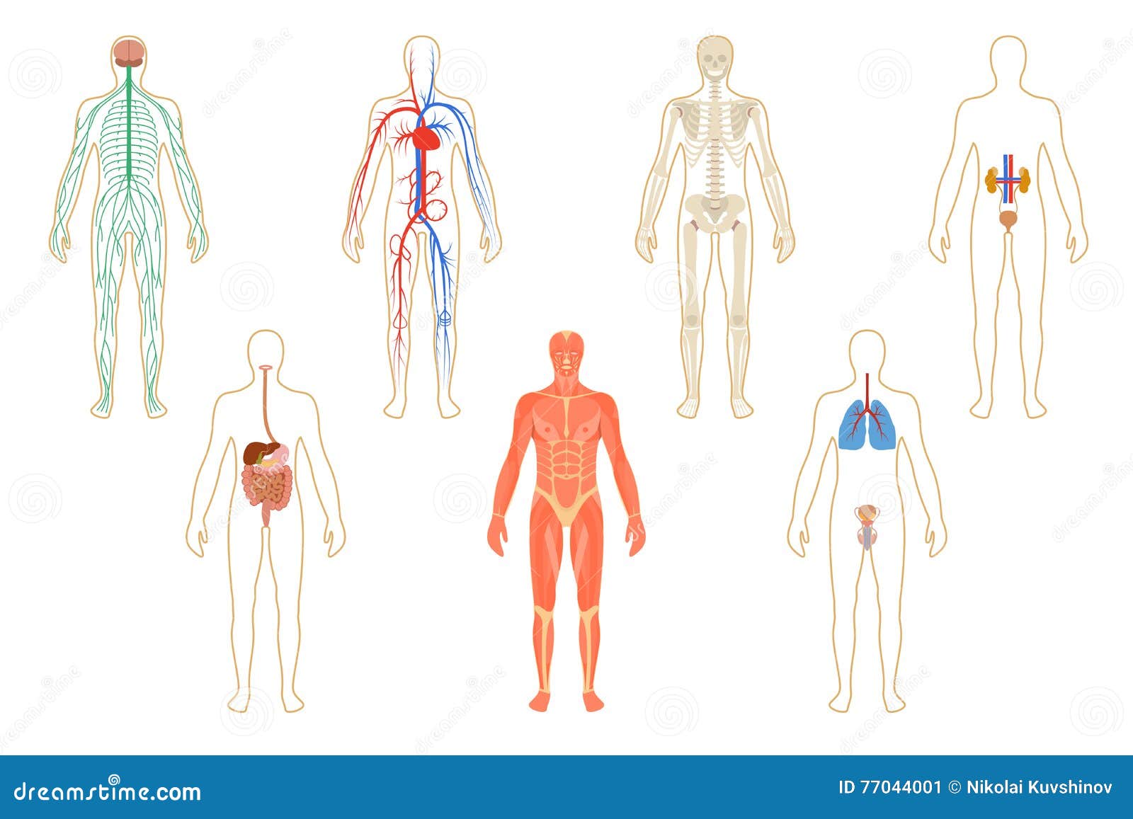 Изображения систем органов человека. Системы тела человека. Системы органов человека рисунок. Системы органов человека для детей.