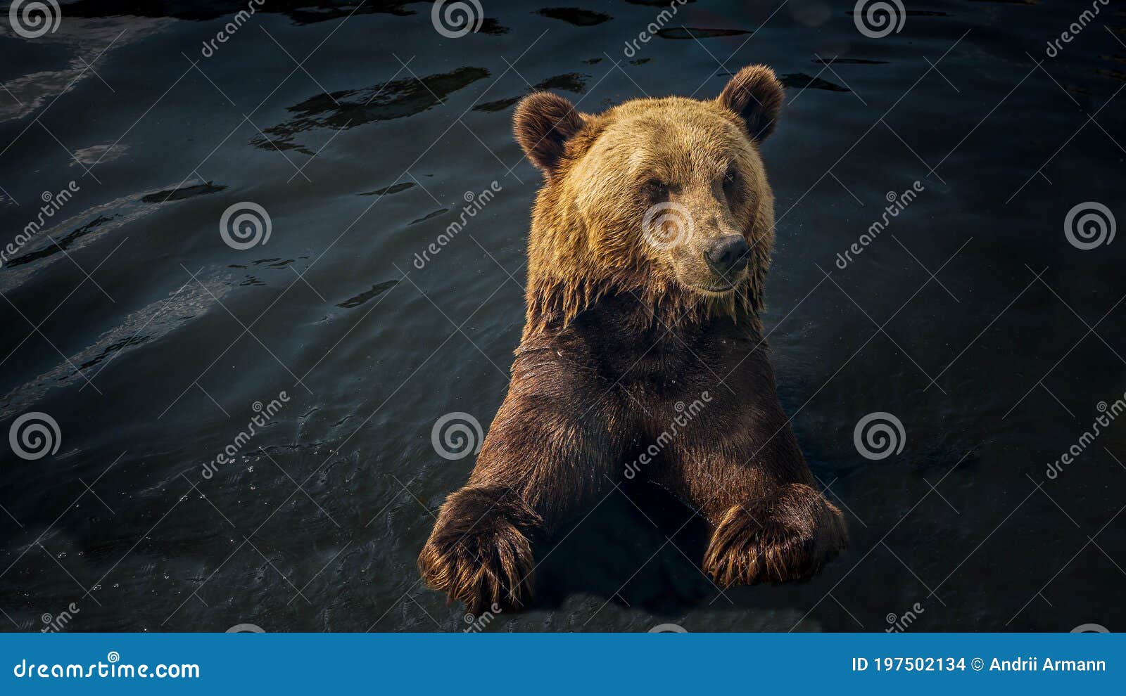 Бурый Медведь Фото Животного