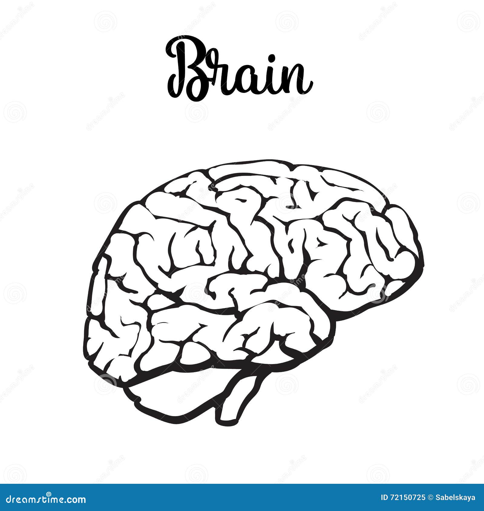 Brain 81. Мозг скетч. Мозг вектор. Мозг рисунок. Мозги скетч.