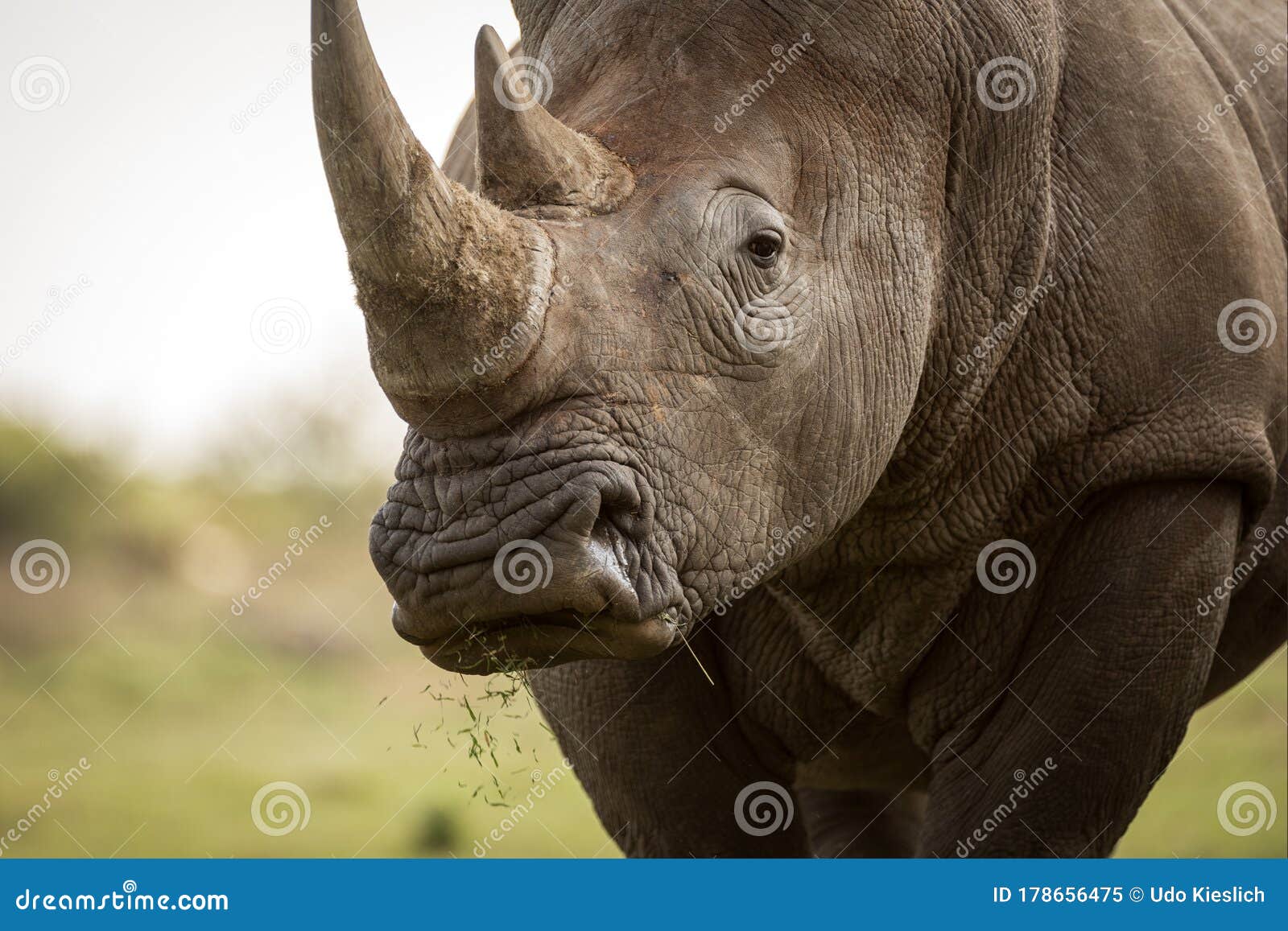 Конец по портрету рогов рот и глаза белого носорога Стоковое Изображение - изображение насчитывающей падать, глаз: 178656475