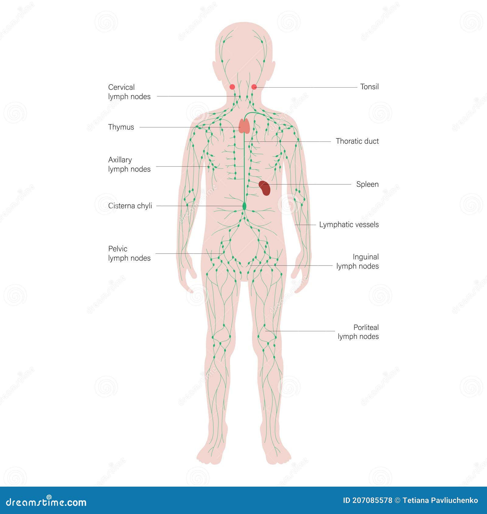 Схема расположения лимфоузлов на теле женщины Swollen Lymph Nodes, Detox Cleansing, Lymphatic Detoxification, Lymph Sy... Deto