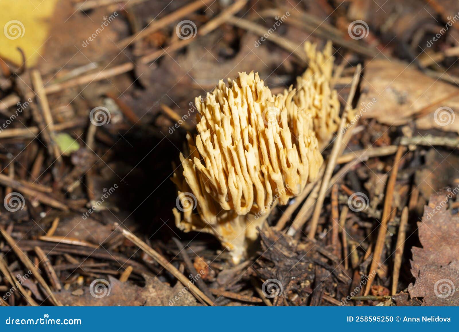 коралловые грибы рамария эуморфа, выращиваемые в природной среде, этот гриб  растет Стоковое Фото - изображение насчитывающей завод, грибы: 258595250