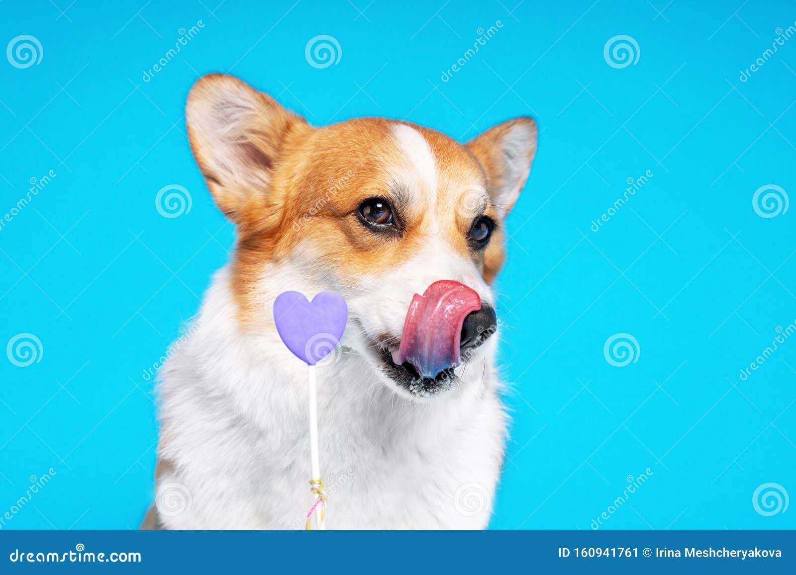 Корги с белокоричневым корги с длинным языком лает, глядя на конфеты  Стоковое Изображение - изображение насчитывающей собака, собач: 160941761