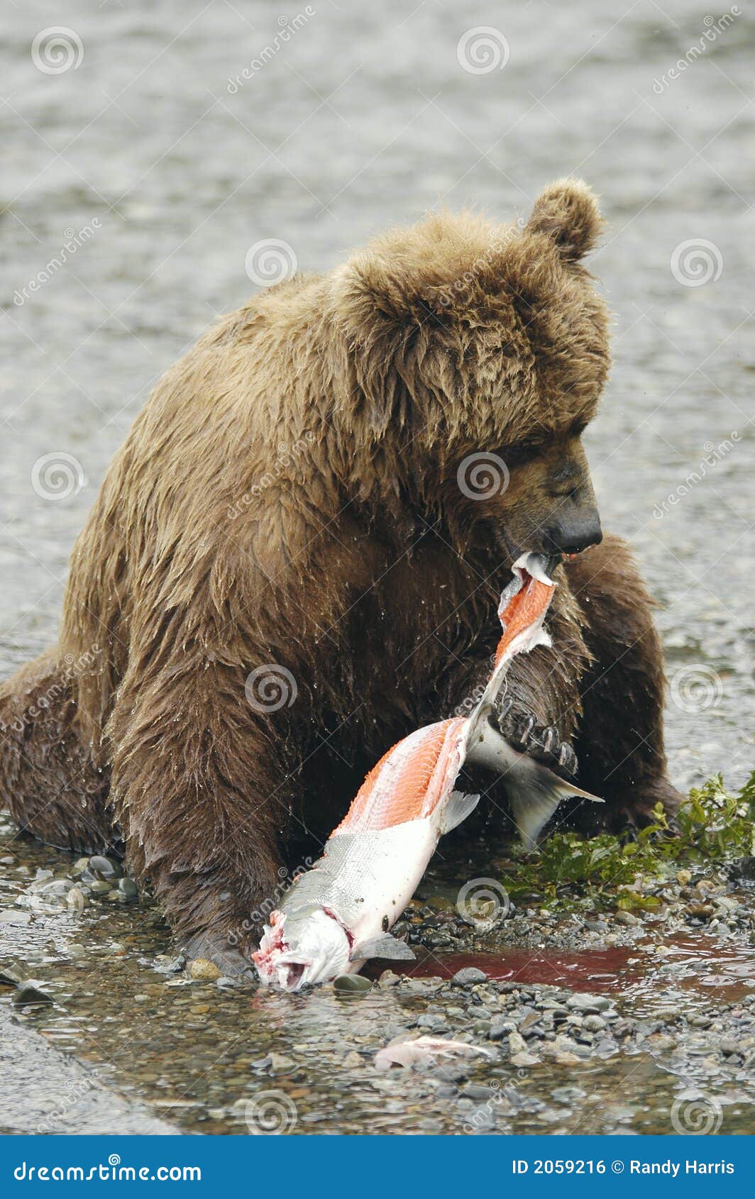 Есть ли медведь людей. Медведь ест.