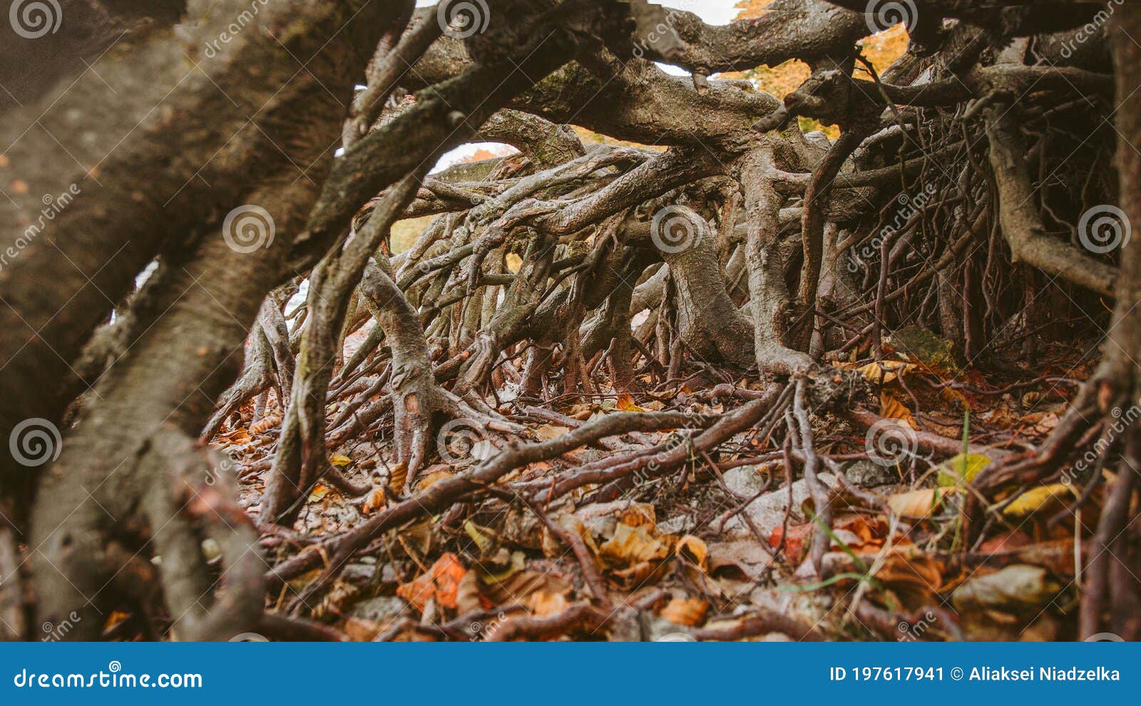 Корни деревьев Брауна реальные переплетаются, осень желтые листья лежат на  земле в корне большого дерева, свежий воздух в природе Стоковое Изображение  - изображение насчитывающей отверстие, парк: 197617941