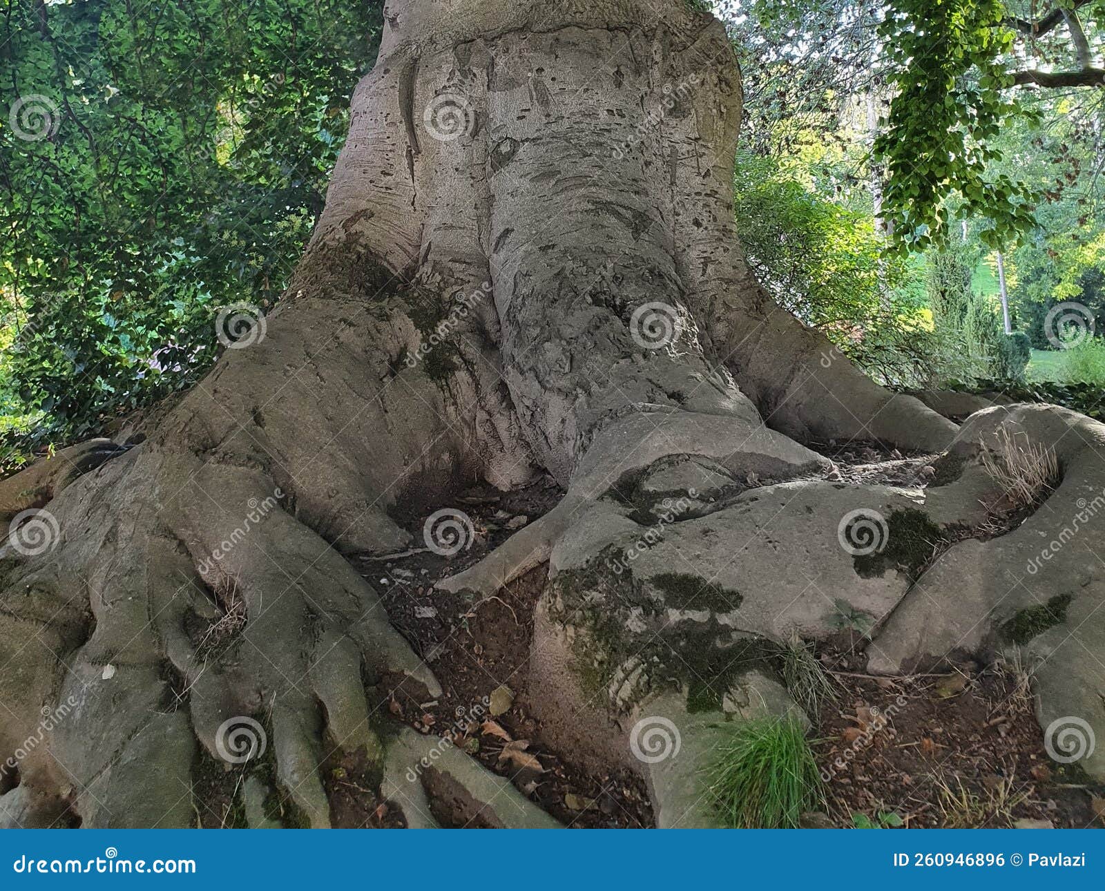 корни старого бука, поднимающегося над землей, выглядят как обезображенная  рука серого гиганта Стоковое Фото - изображение насчитывающей покажите,  вырастите: 260946896