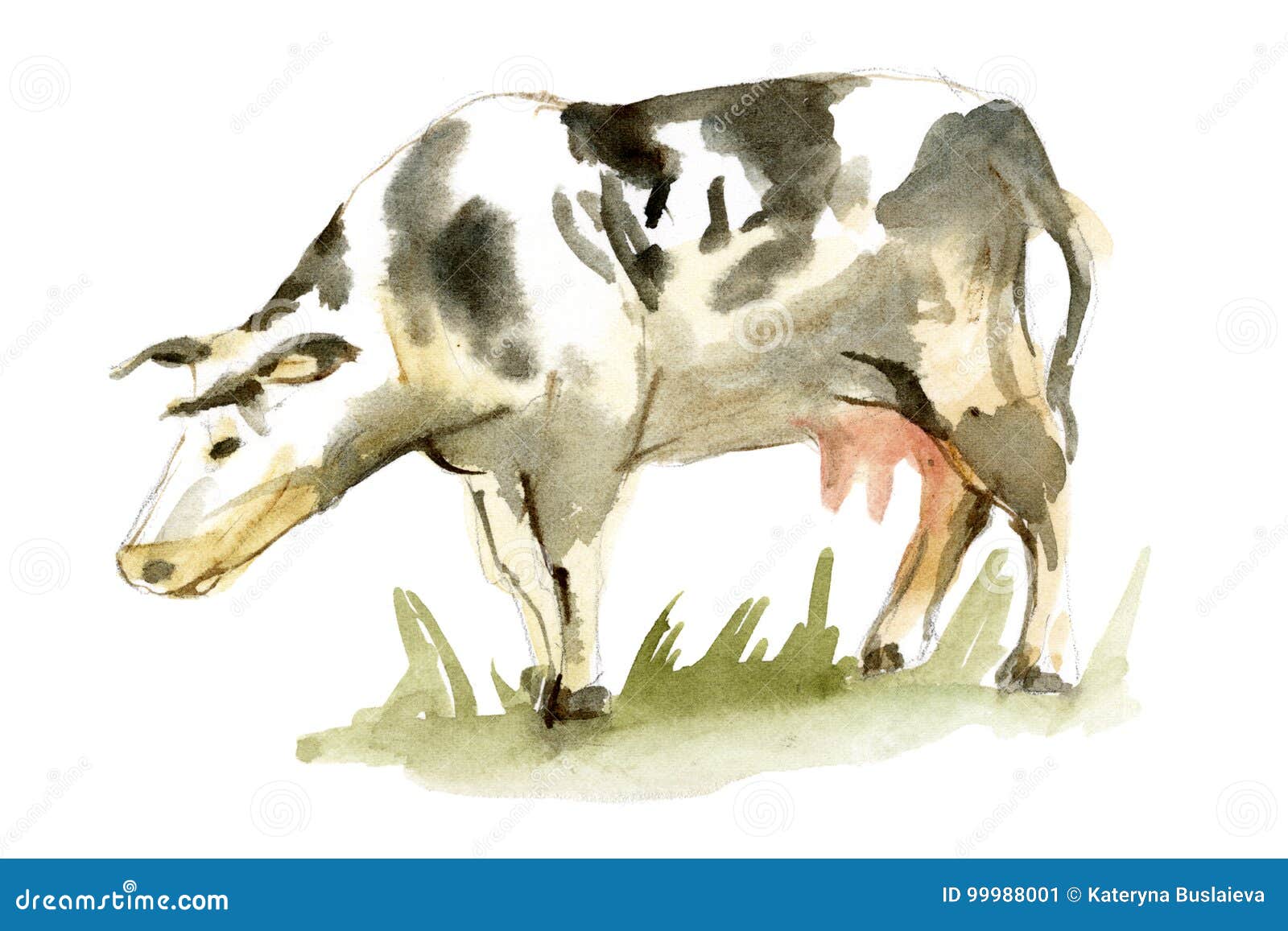 Корова запятнанная акварелью на белой предпосылке Иллюстрация штока -  иллюстрации насчитывающей арройо, картина: 99988001