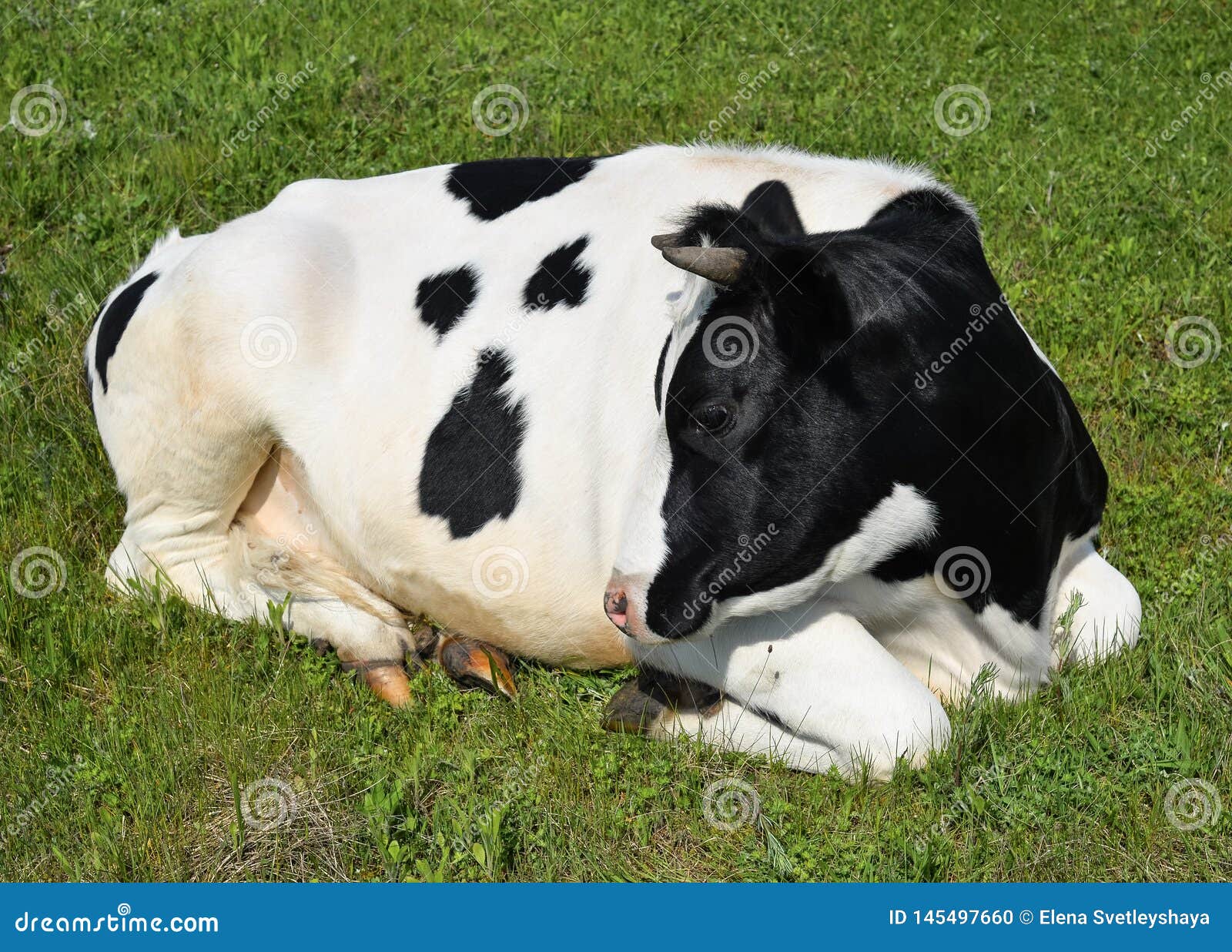 К чему снится корова женщине во сне. Корова в квартире. Мужик с коровой. Сон корова ест. Корова на балконе.