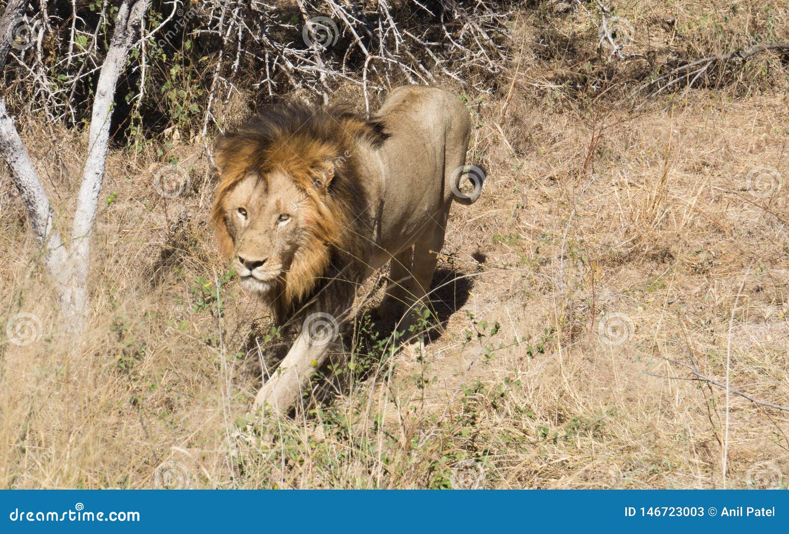 Конго лев. Картинки на тему лев идет своей дорогой. Лев идущий вперед. Лев. Лев идет на камеру.