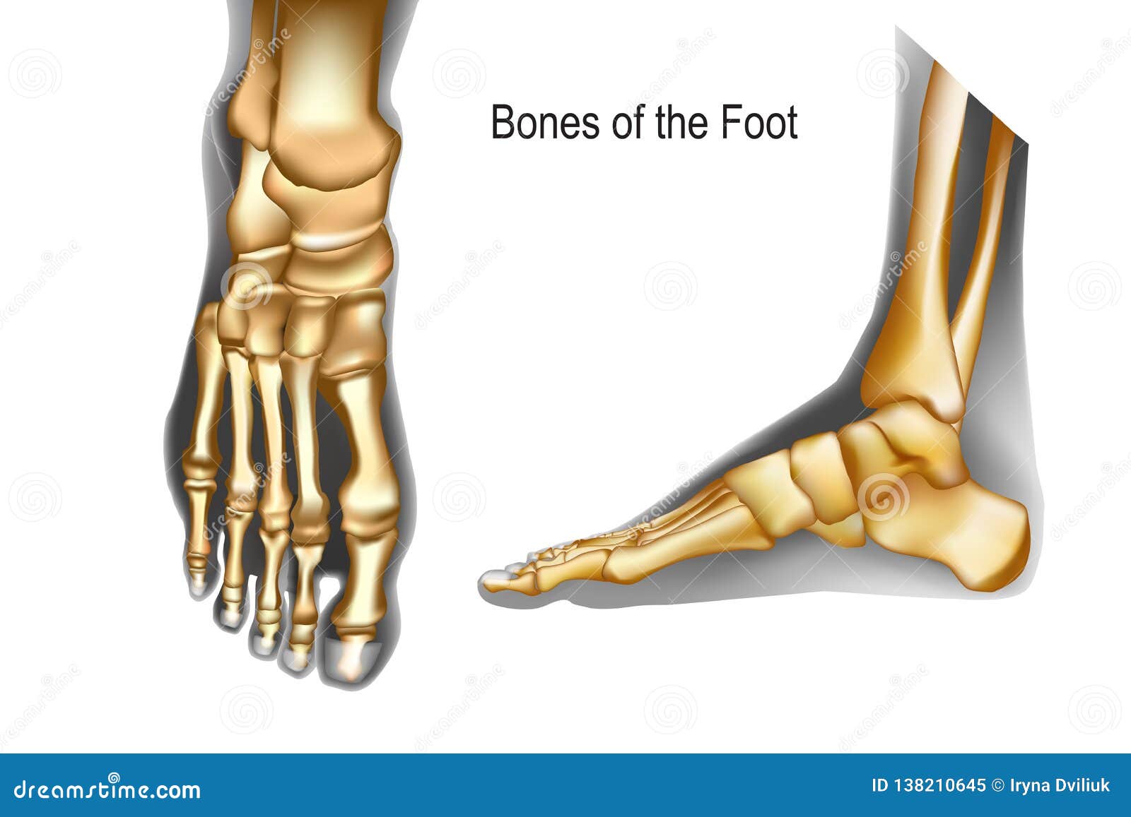 Top foot. Кости стопы плакат. Рассосалась кость стопы.