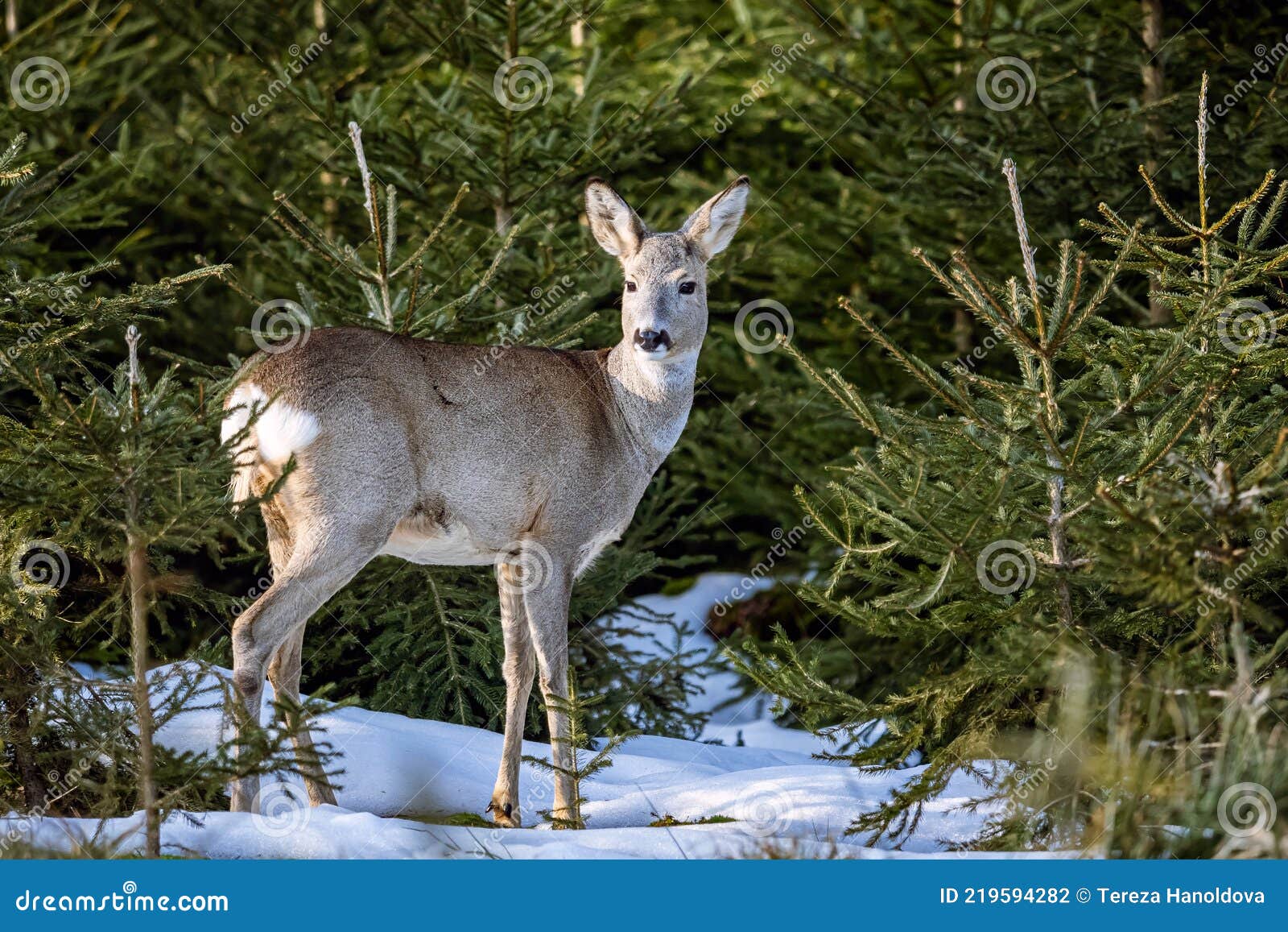 Косуля в самарской области