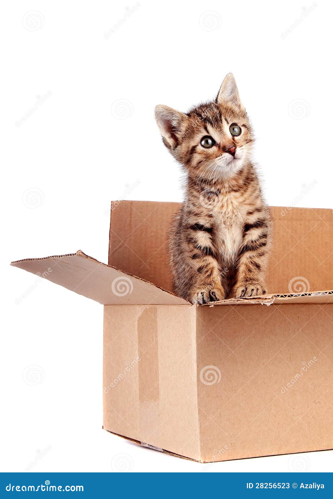 Котята в коробке