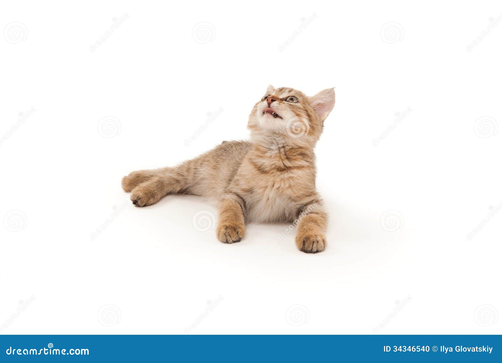 Котенок лежит
