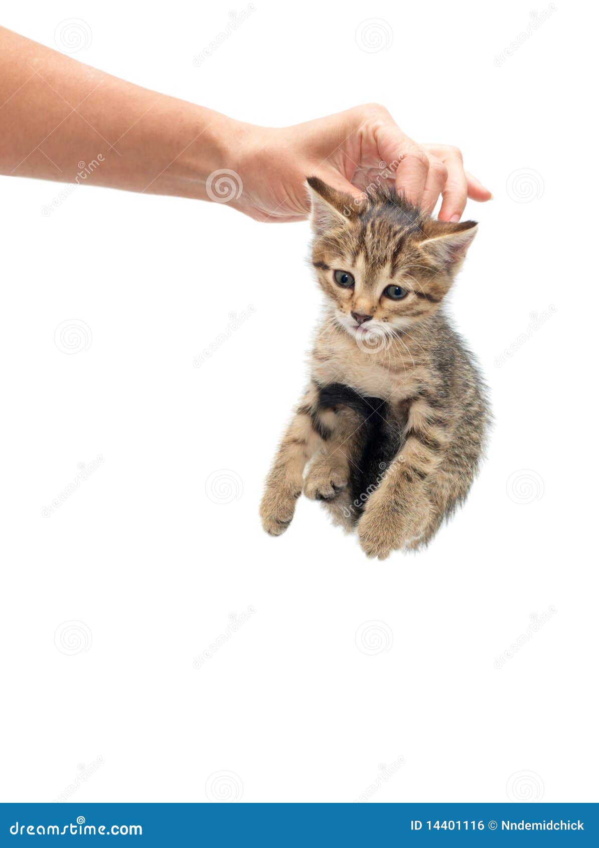 Кота за шкирку можно. Котенок за шкирку. Котенок на руках. Кота держат за шкирку. Кота держат на руках.