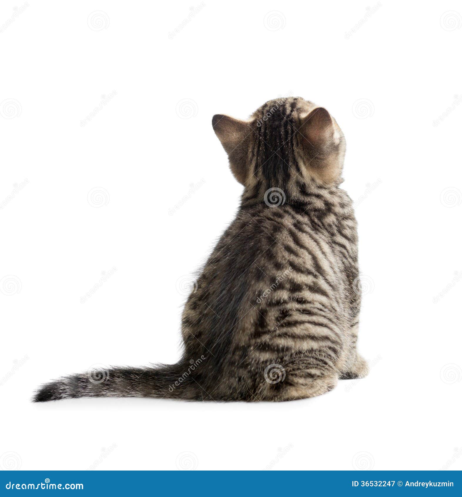Кот сидит спиной
