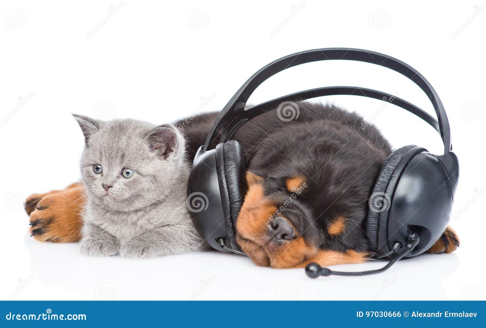 Котенок в наушниках