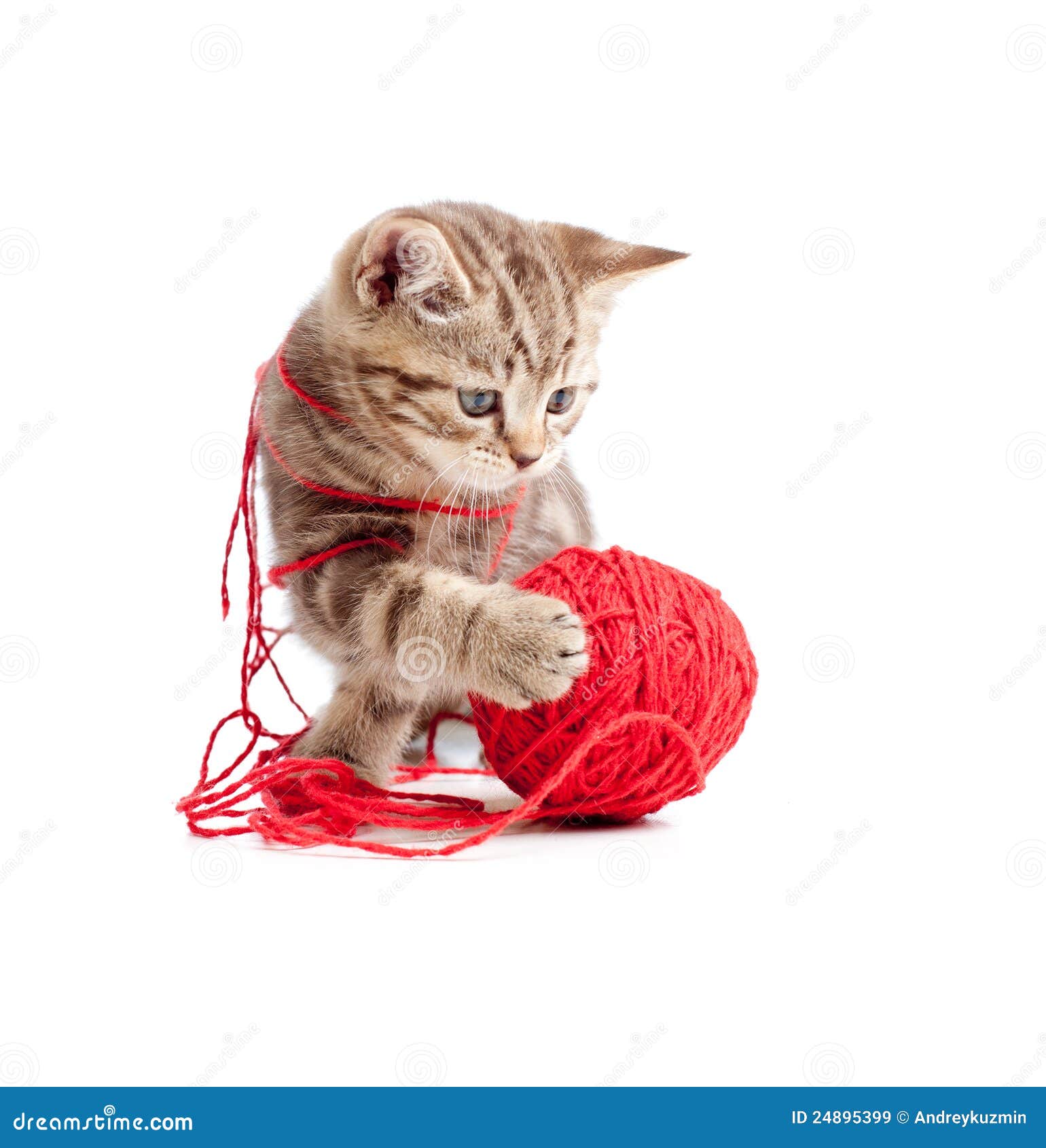 Котенок играет с клубком